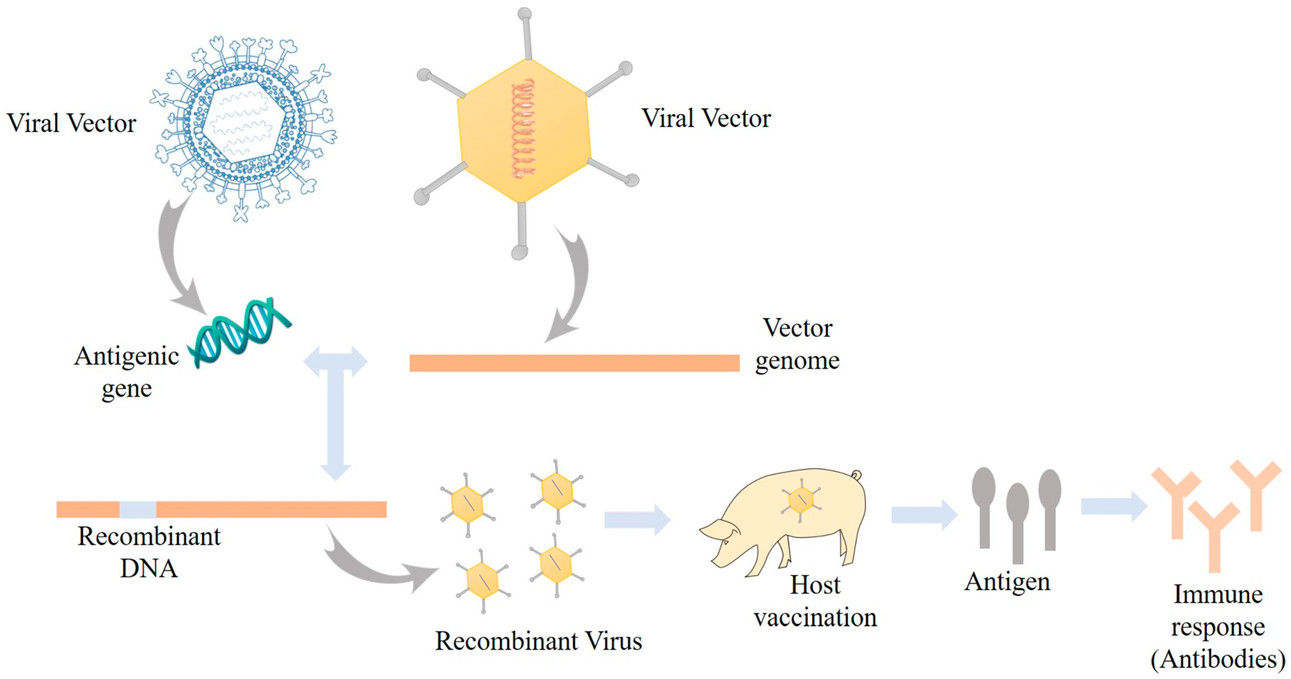 Viruses 16 00833 g003