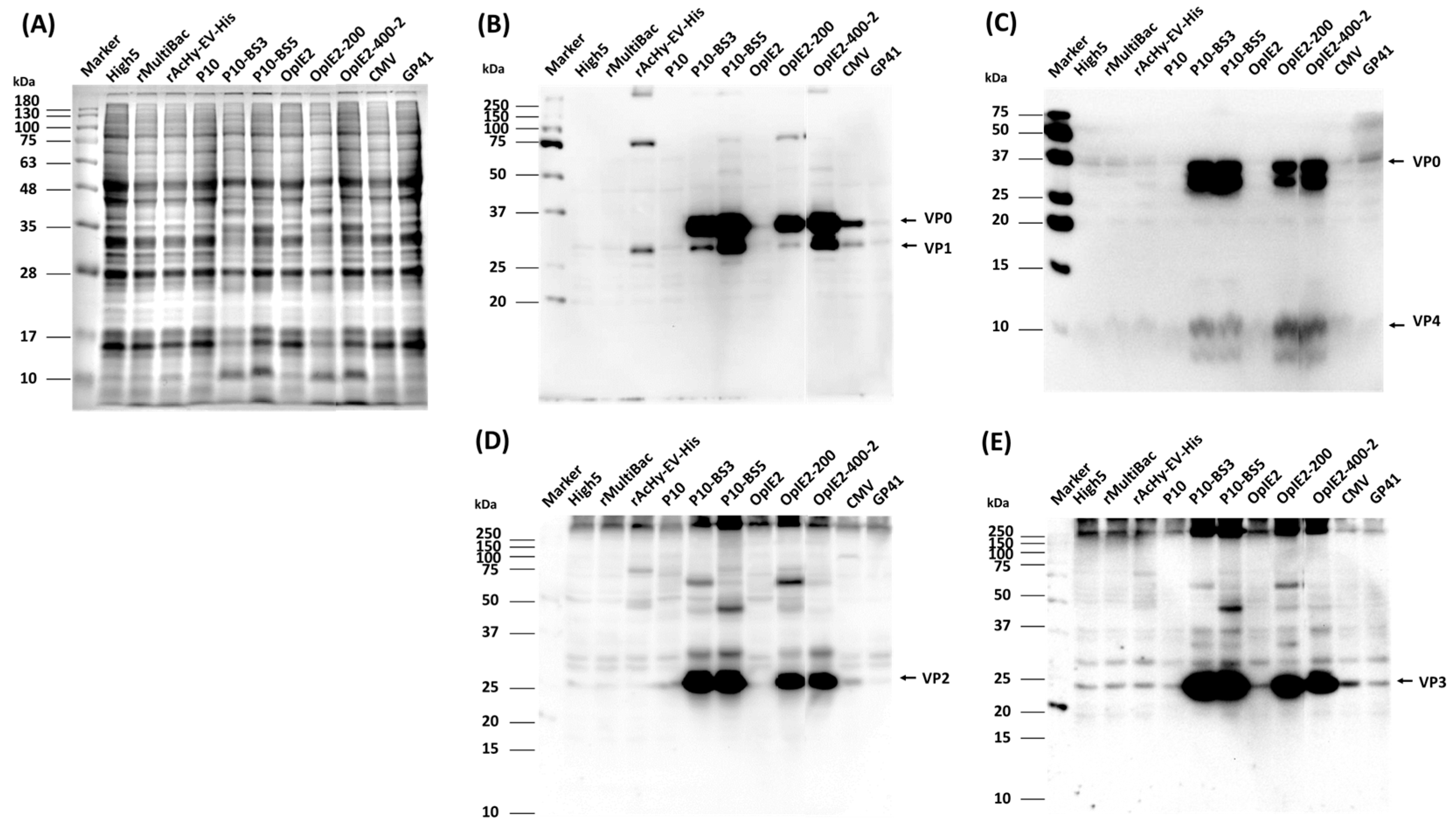 Viruses 16 00834 g003