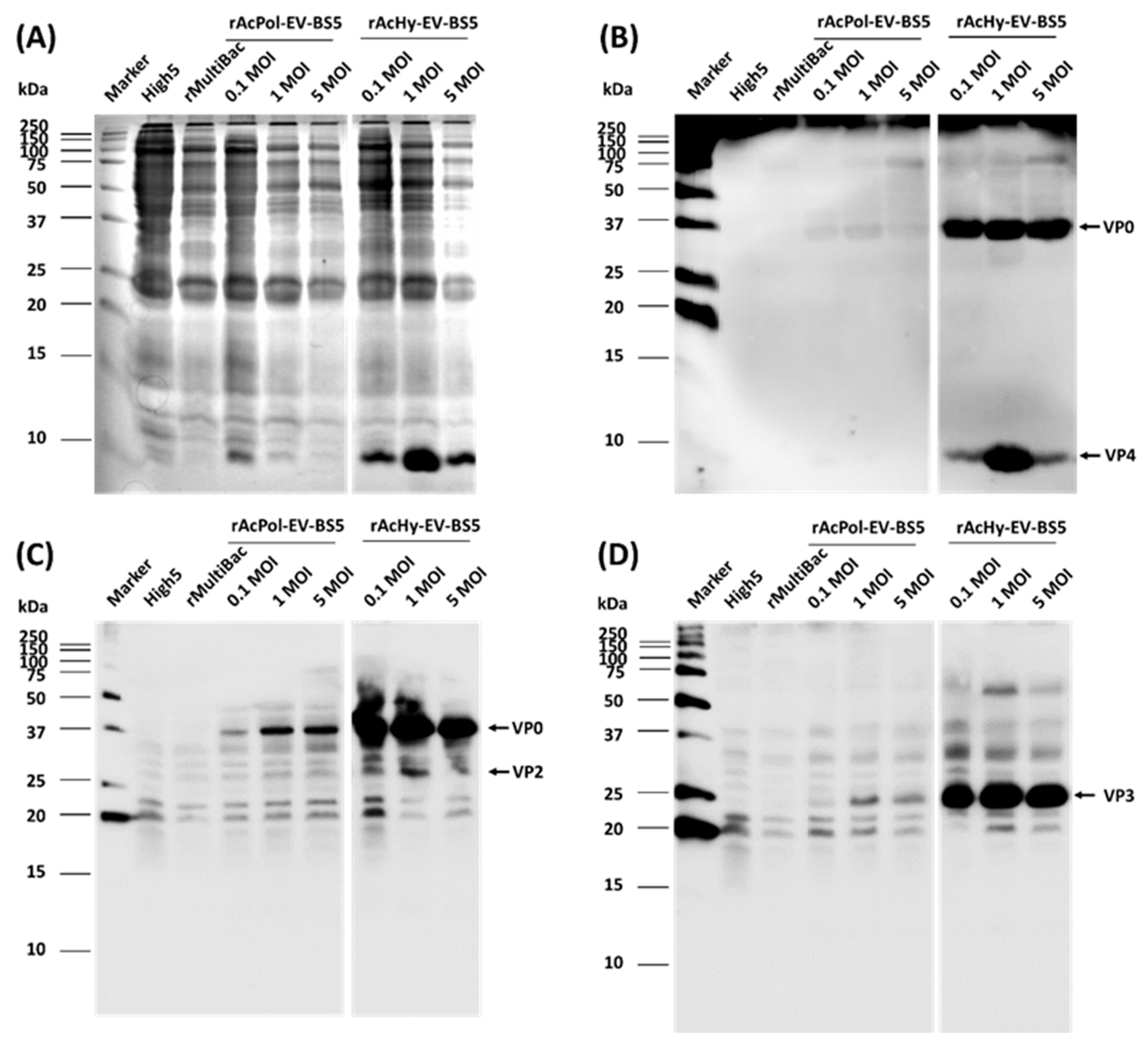 Viruses 16 00834 g004