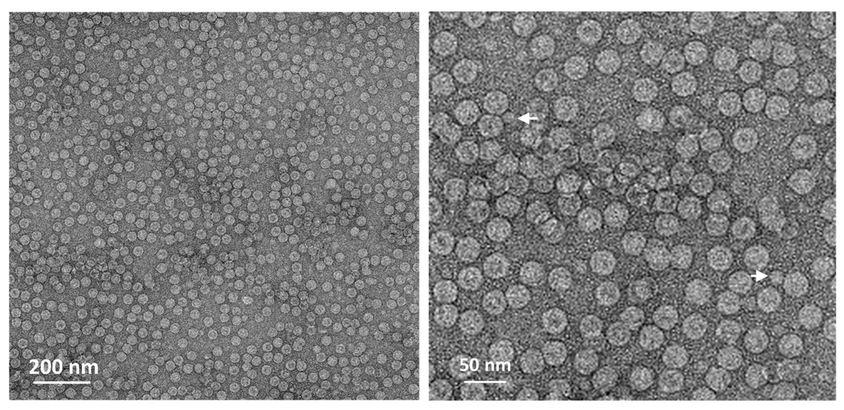 Viruses 16 00834 g005