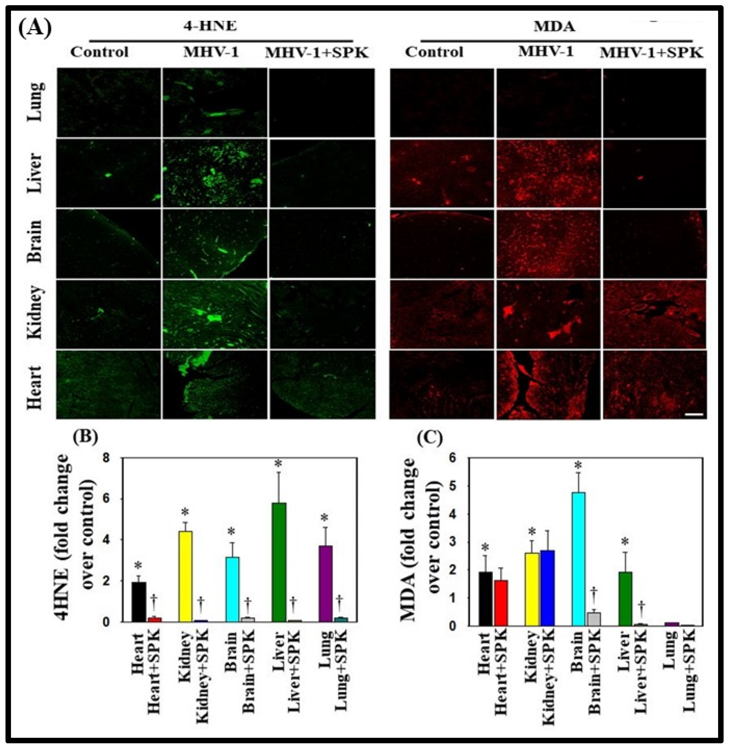 Viruses 16 00838 g009