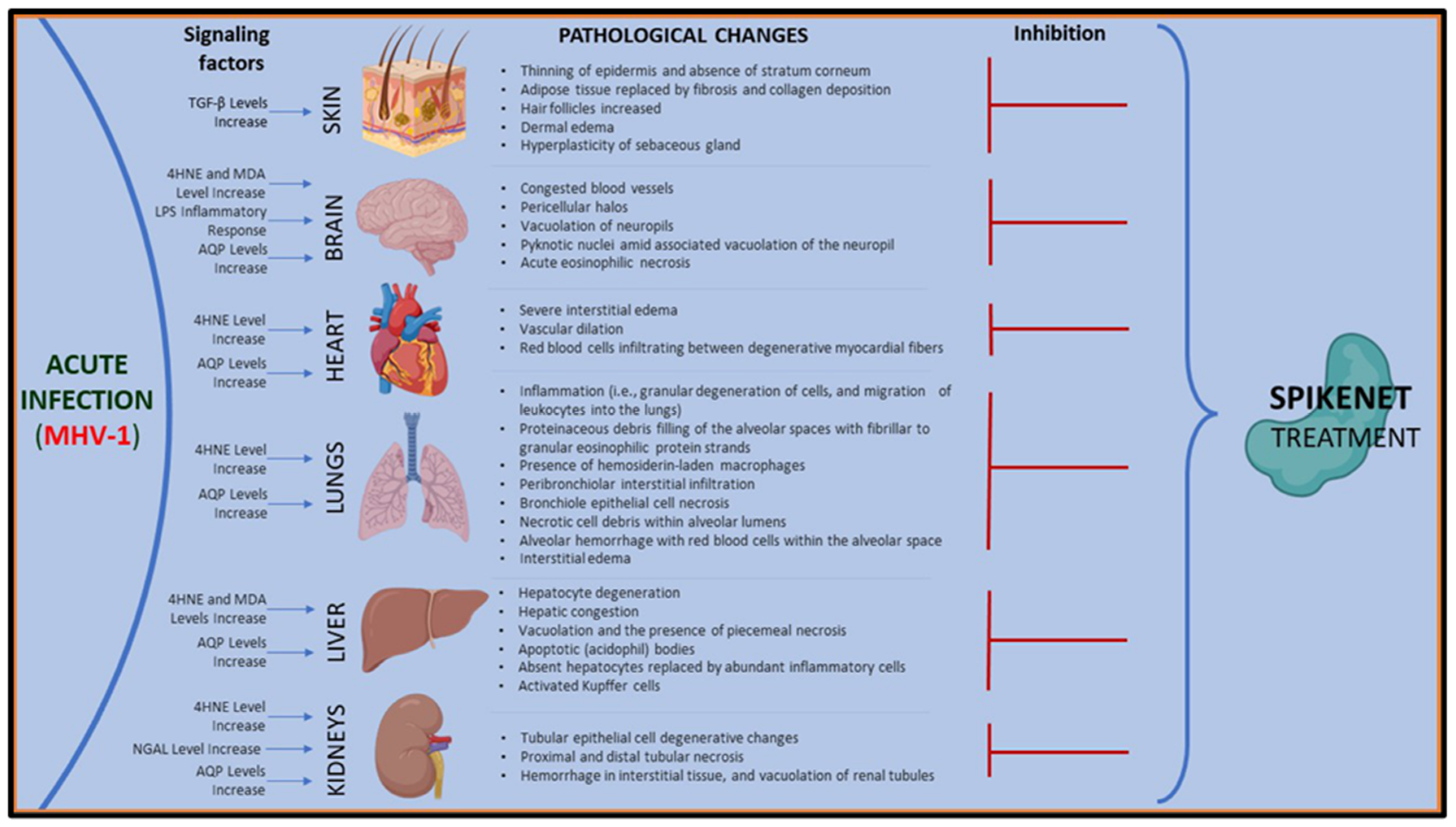 Viruses 16 00838 g014