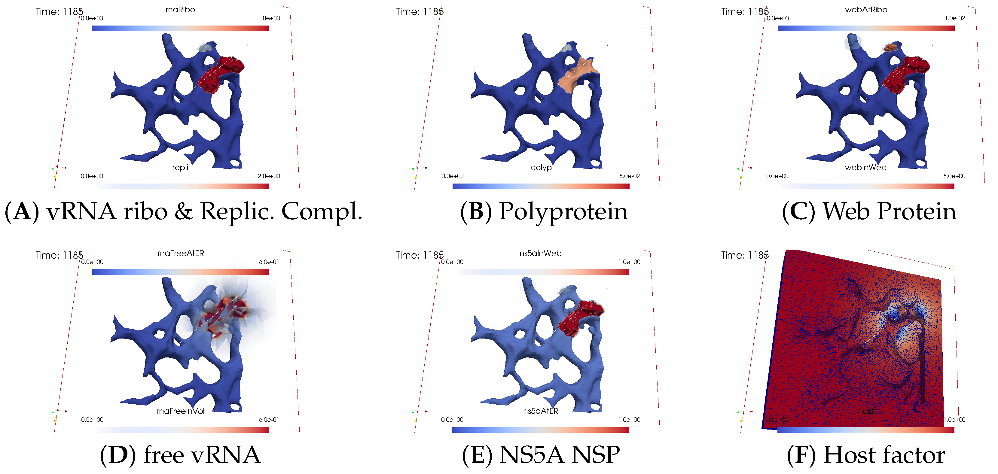 Viruses 16 00840 g006