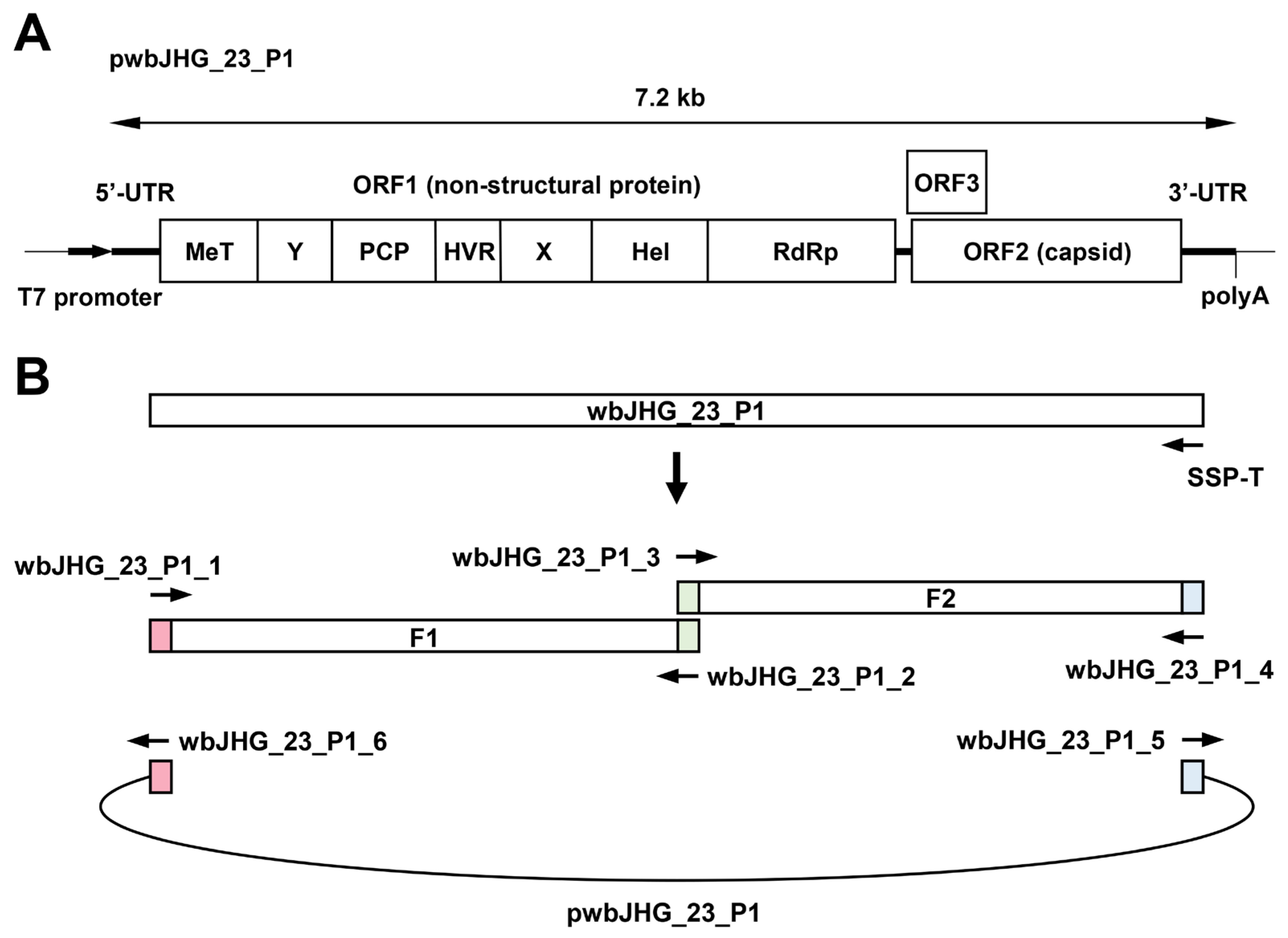 Viruses 16 00842 g007