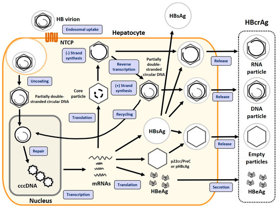 Two Concepts of Hepatitis B Core-Related Antigen Assay: A Highly ...