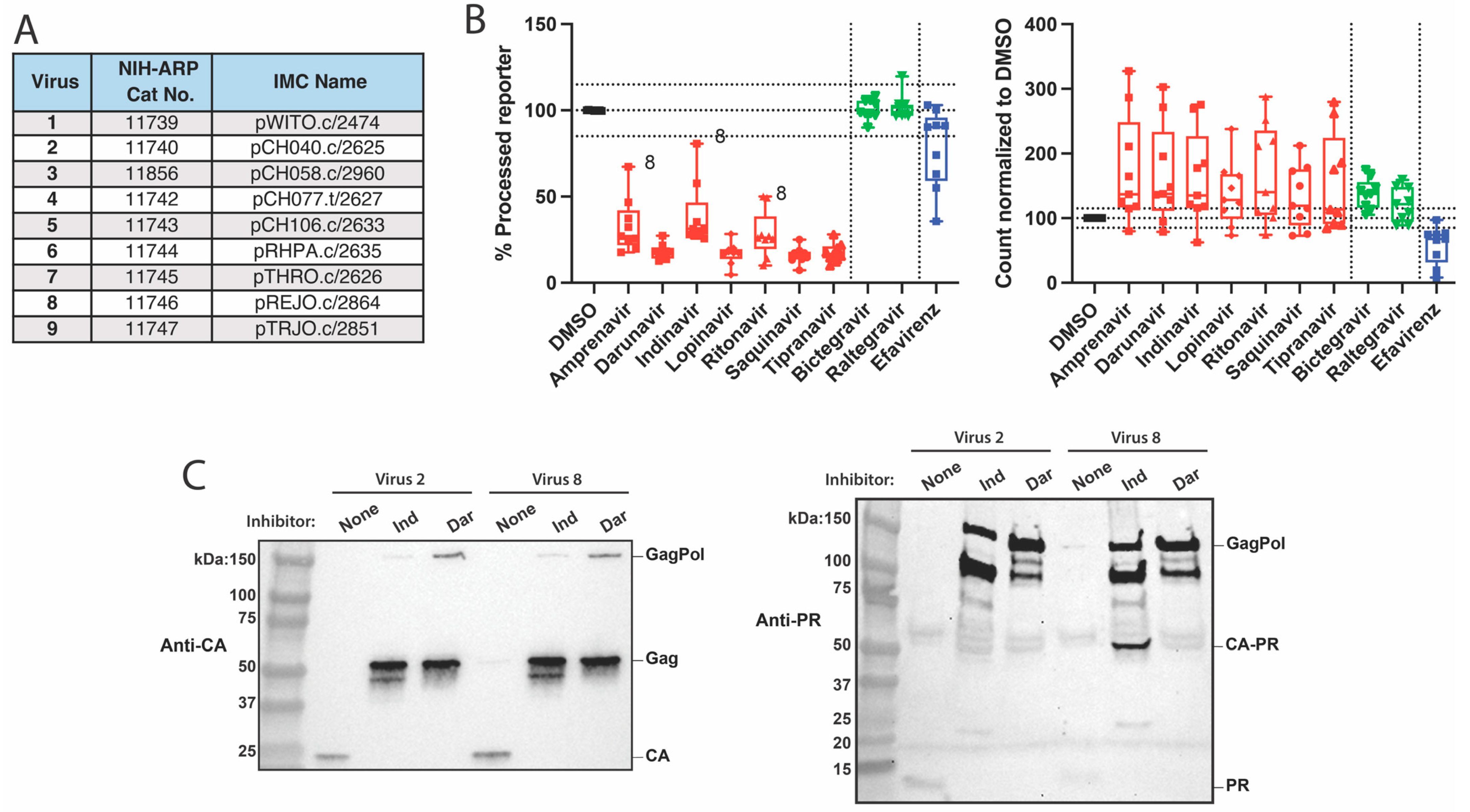 Viruses 16 00849 g003