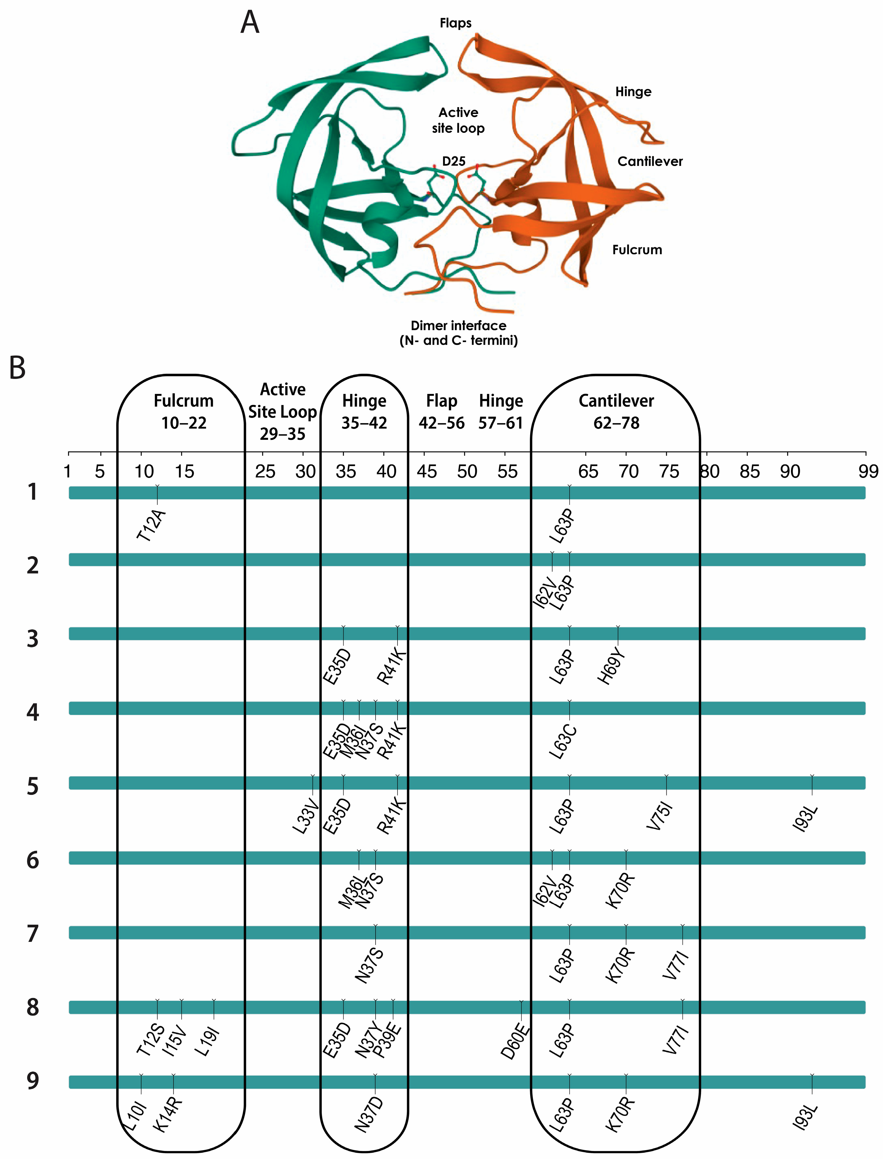 Viruses 16 00849 g004