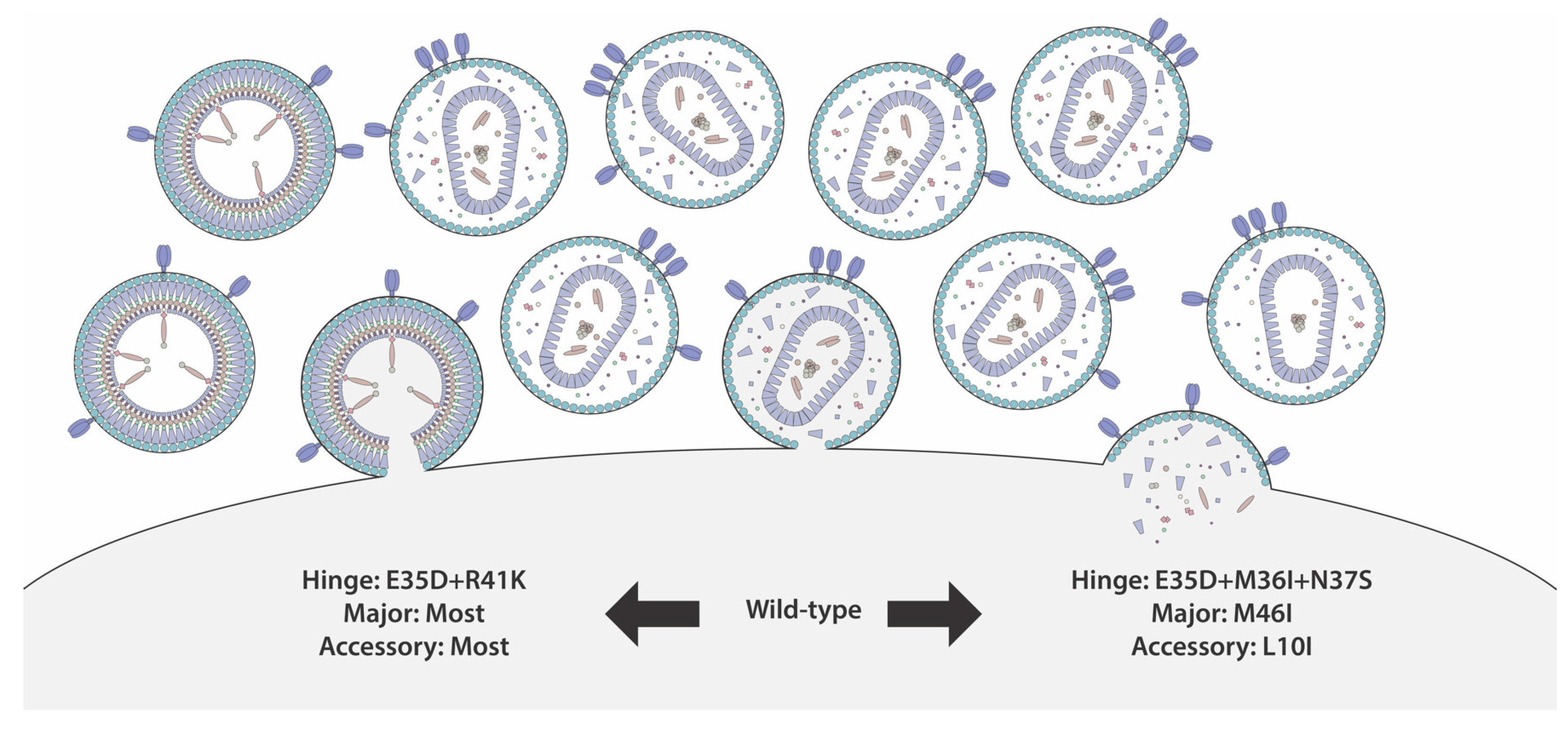 Viruses 16 00849 g008