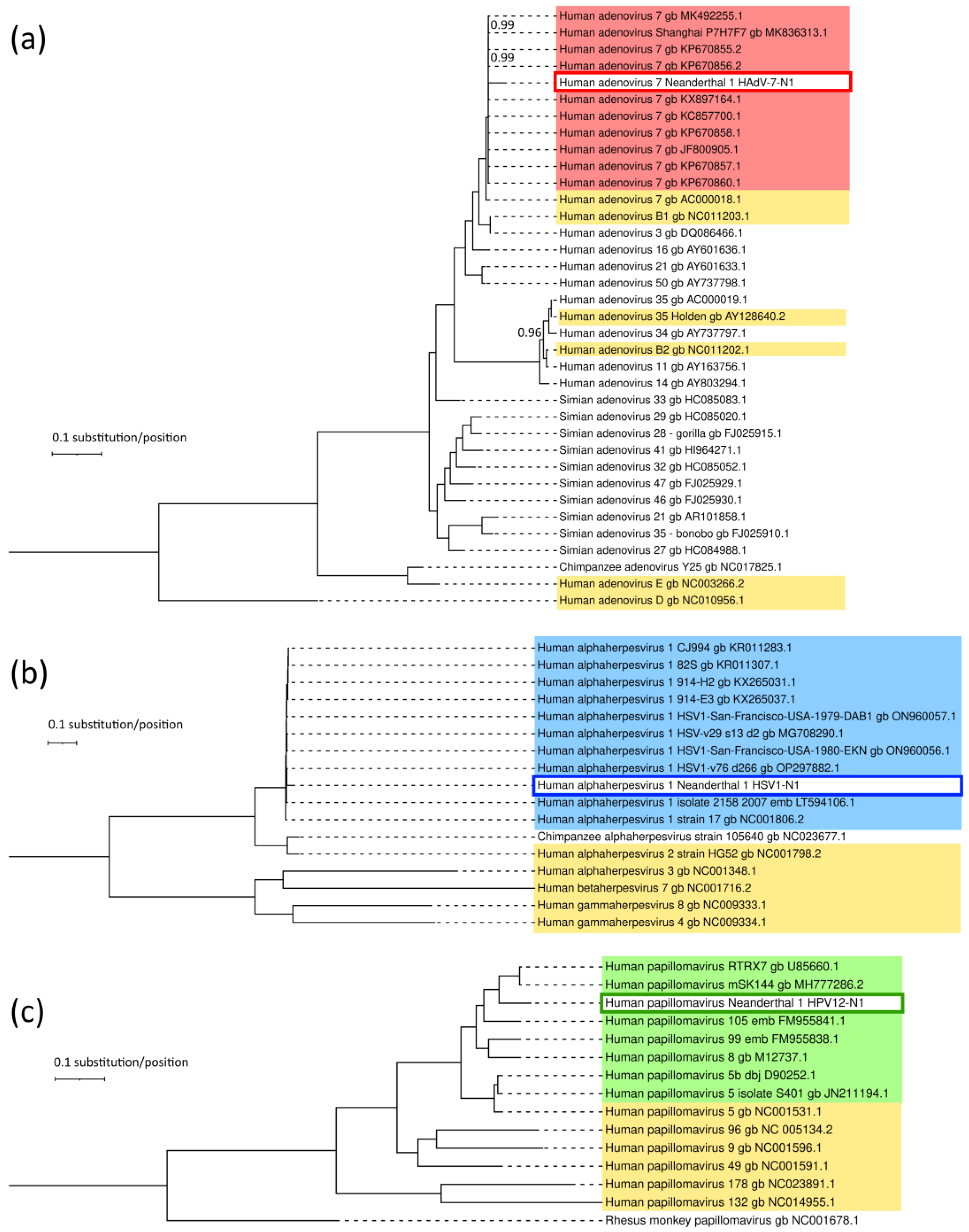 Viruses 16 00856 g007