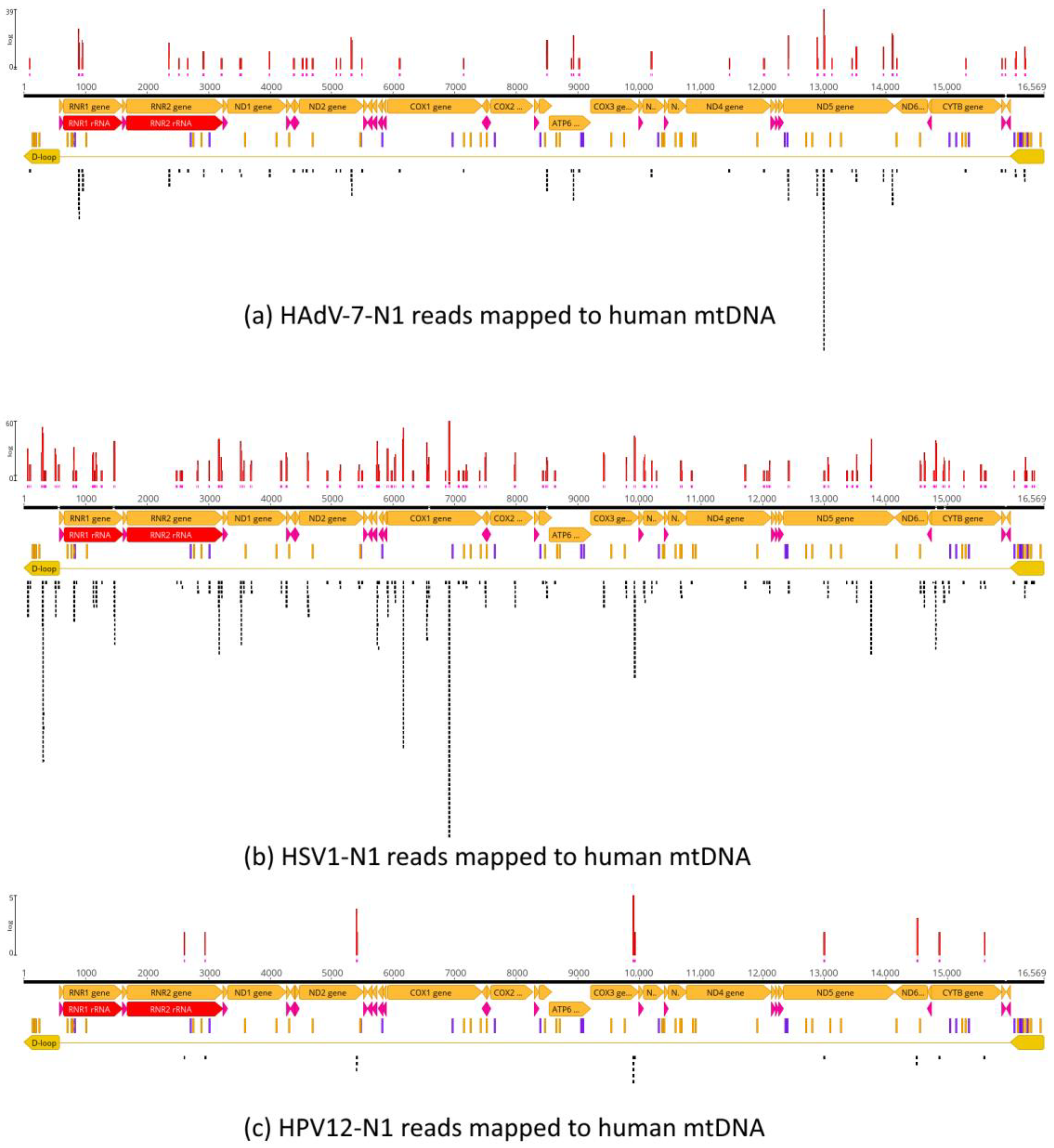 Viruses 16 00856 g010