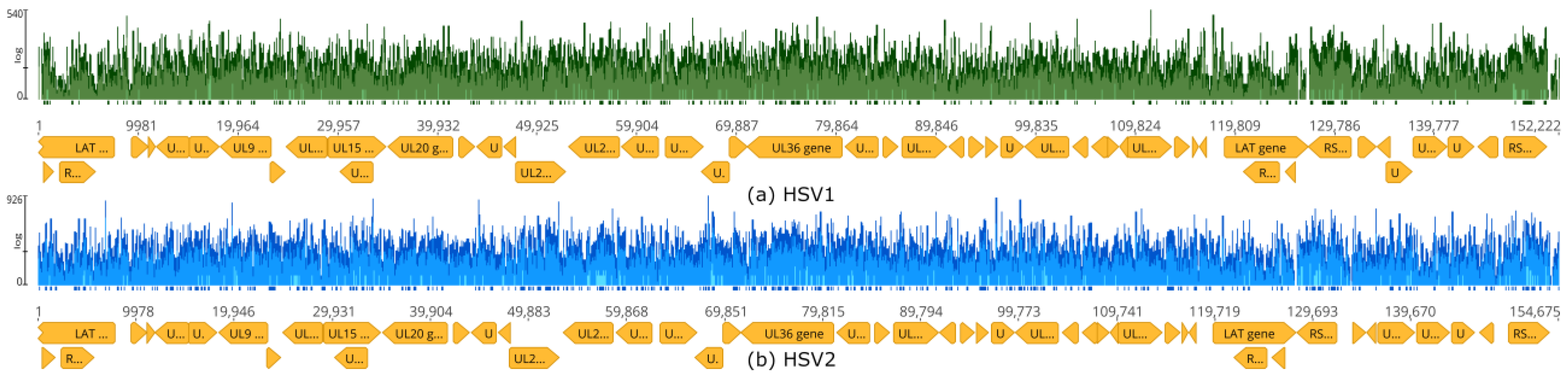 Viruses 16 00856 g013