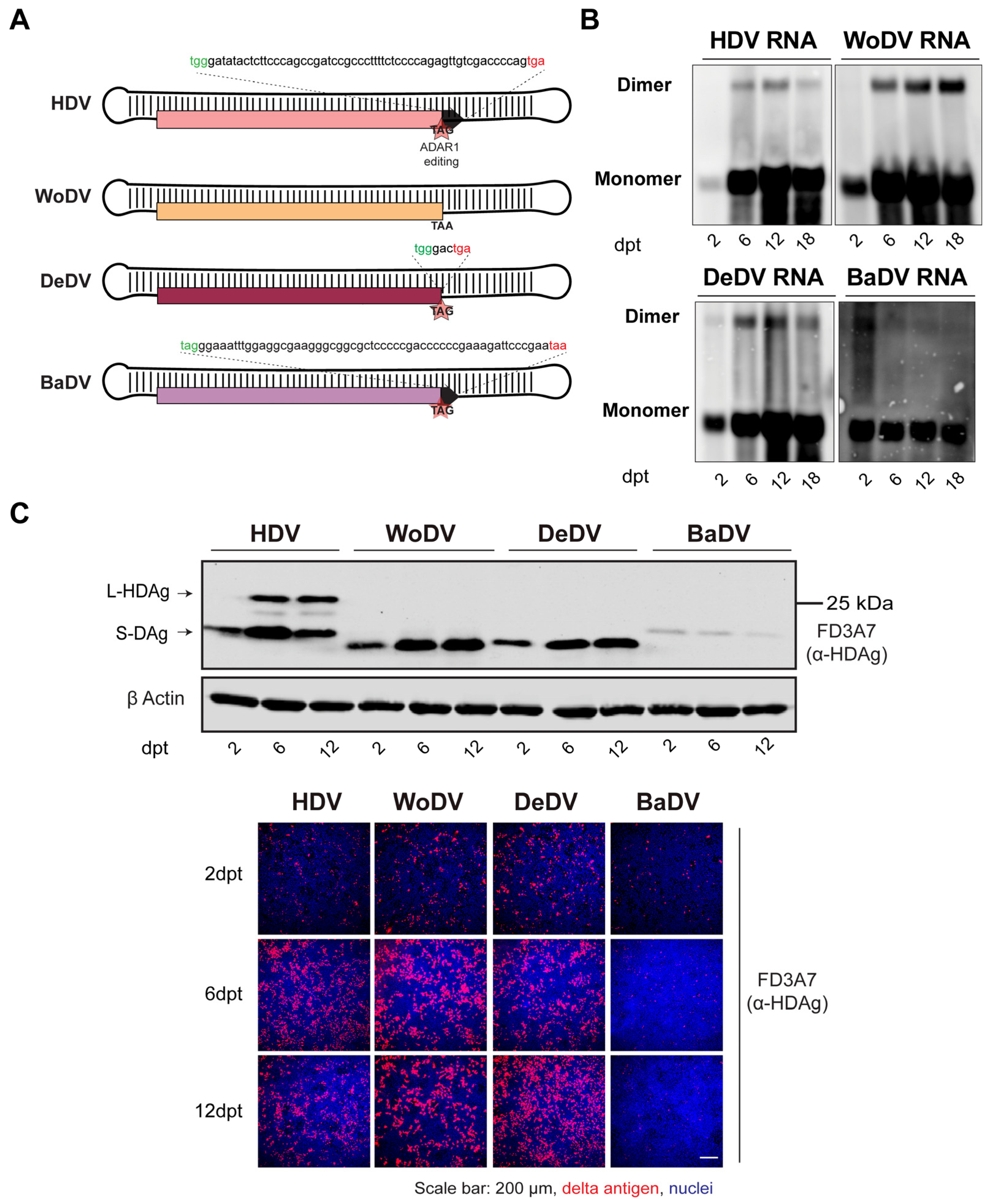 Viruses 16 00859 g001