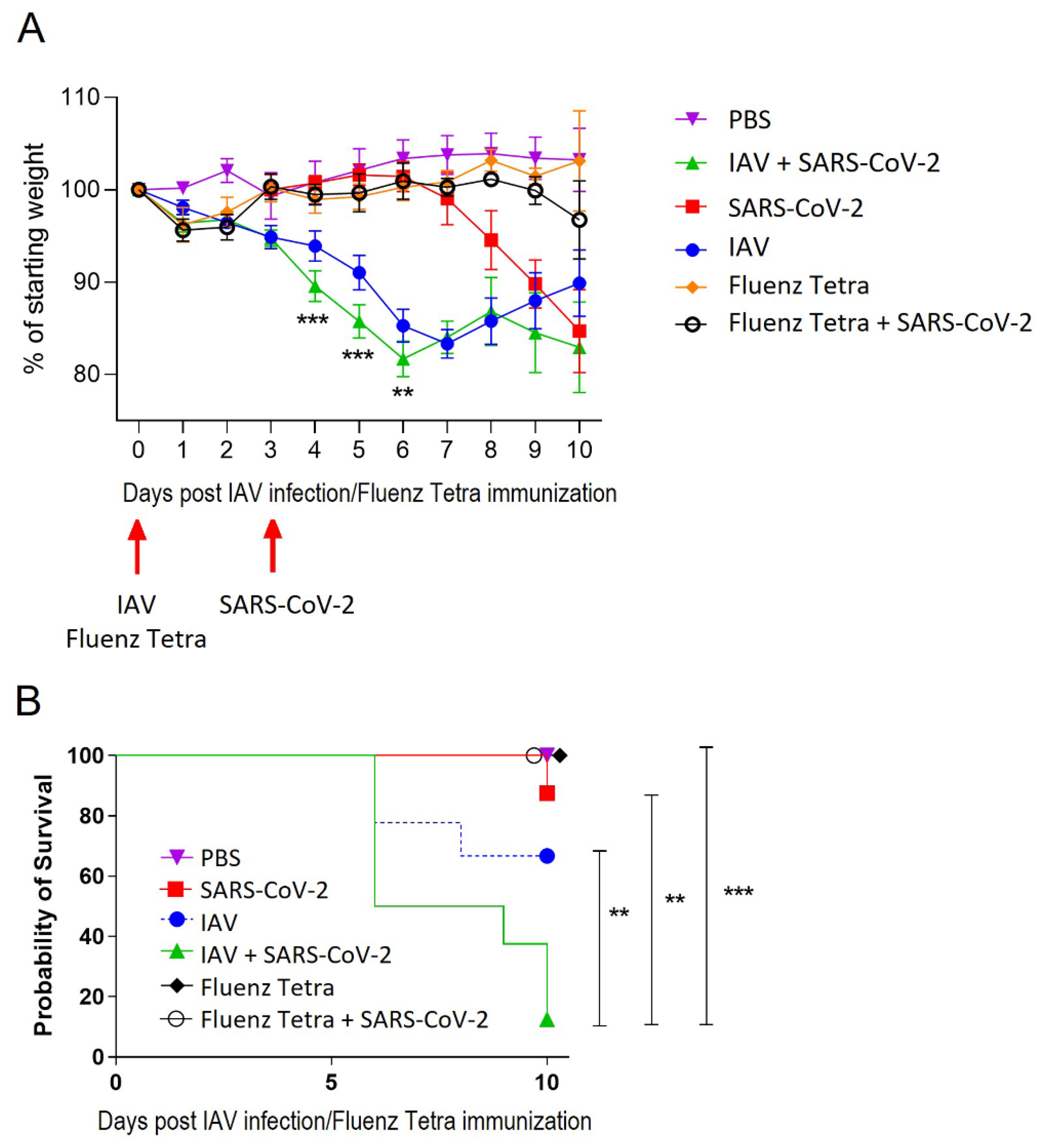 Viruses 16 00863 g002