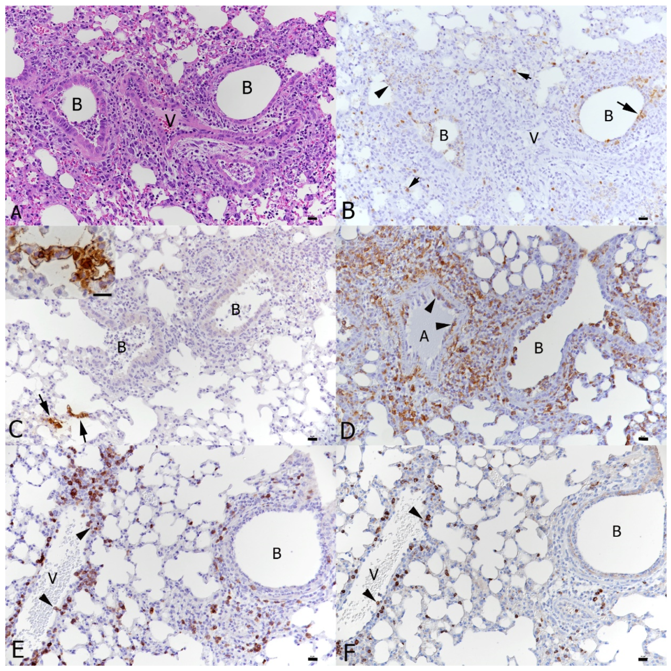 Viruses 16 00863 g006