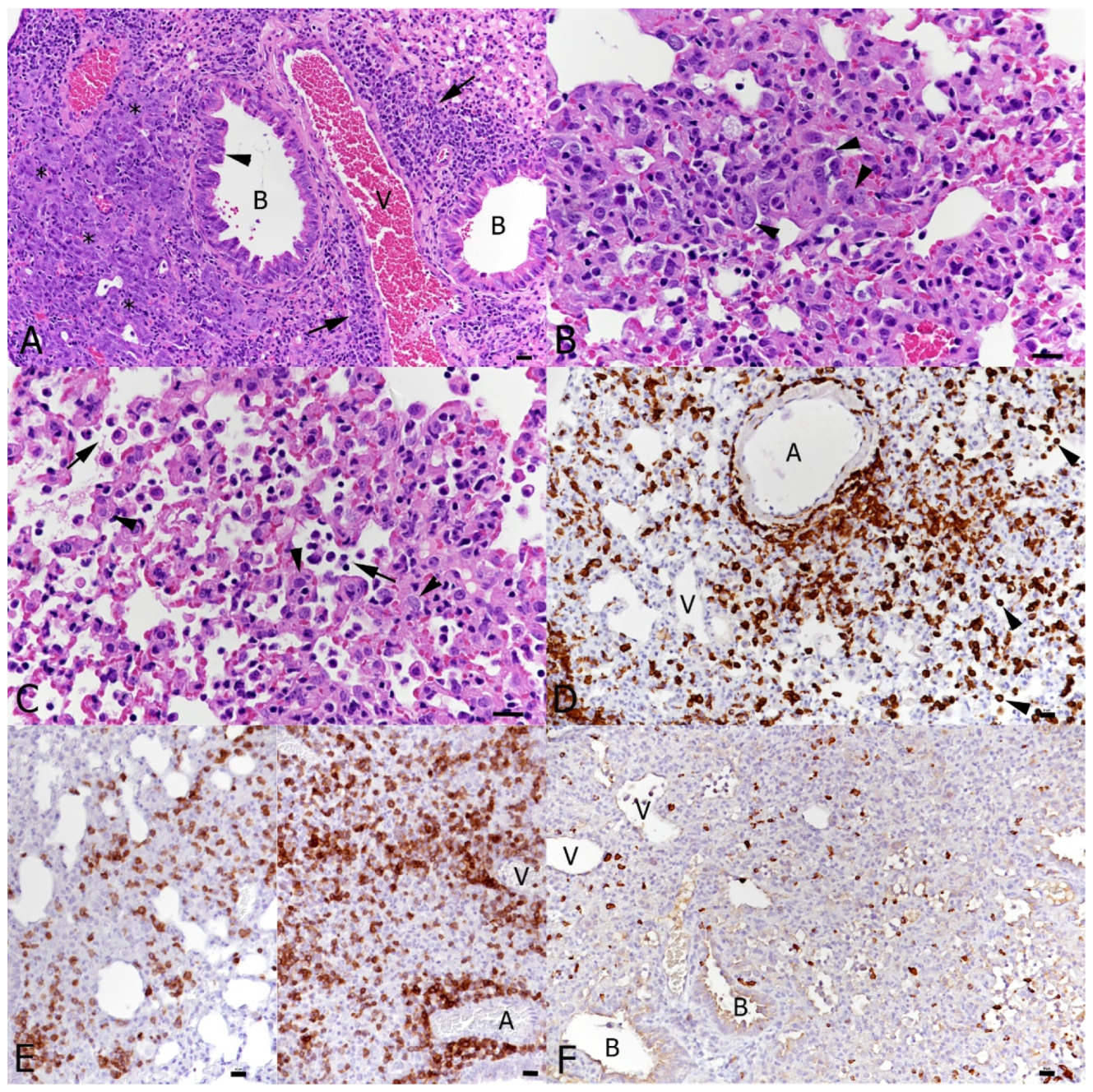 Viruses 16 00863 g007