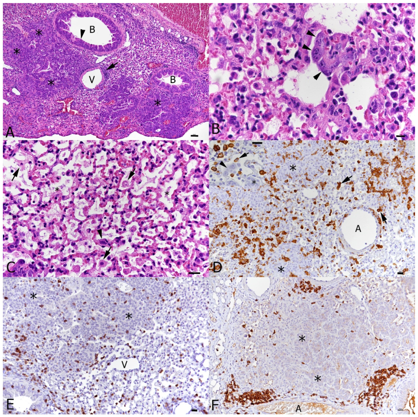 Viruses 16 00863 g008