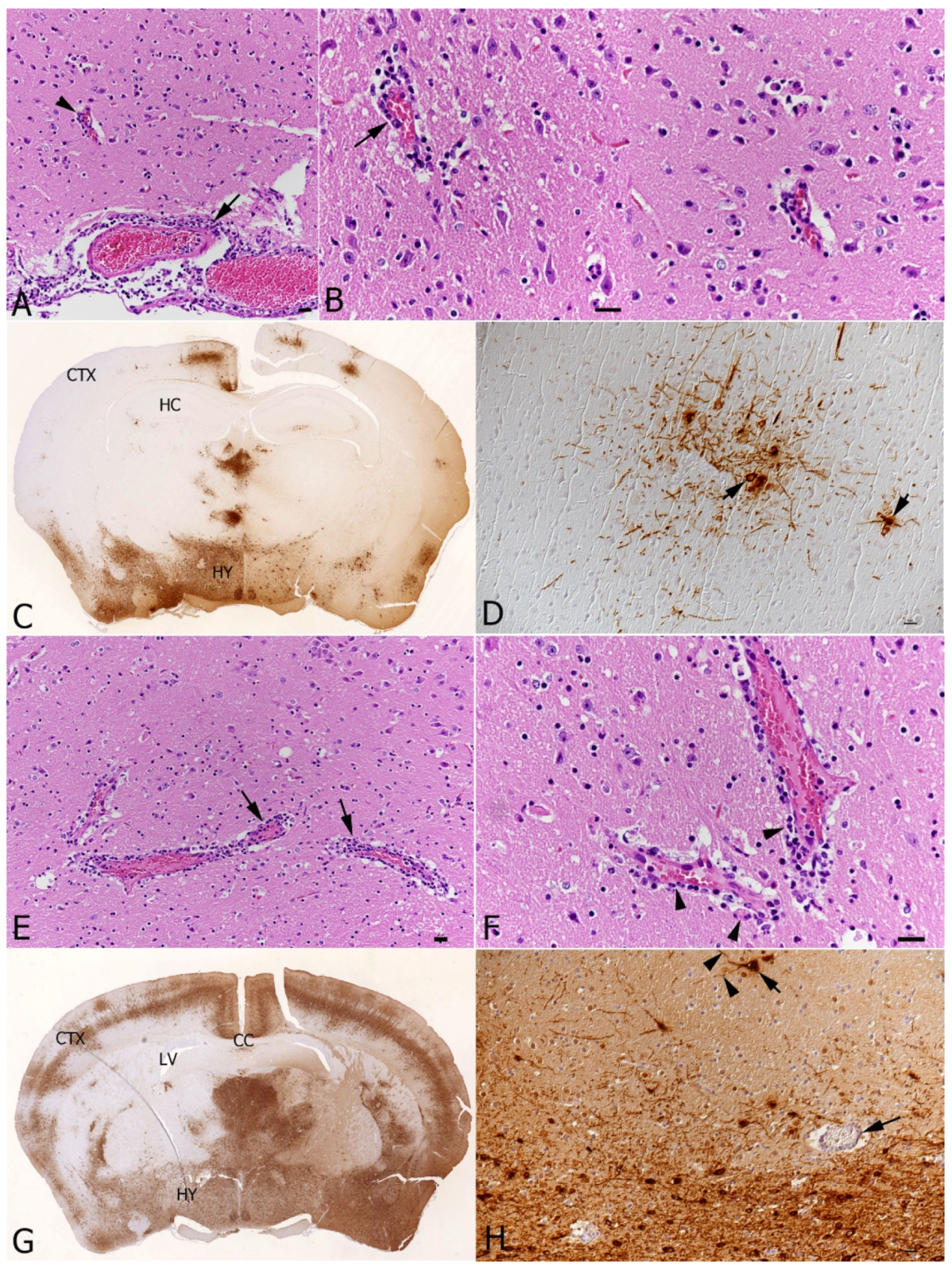 Viruses 16 00863 g009