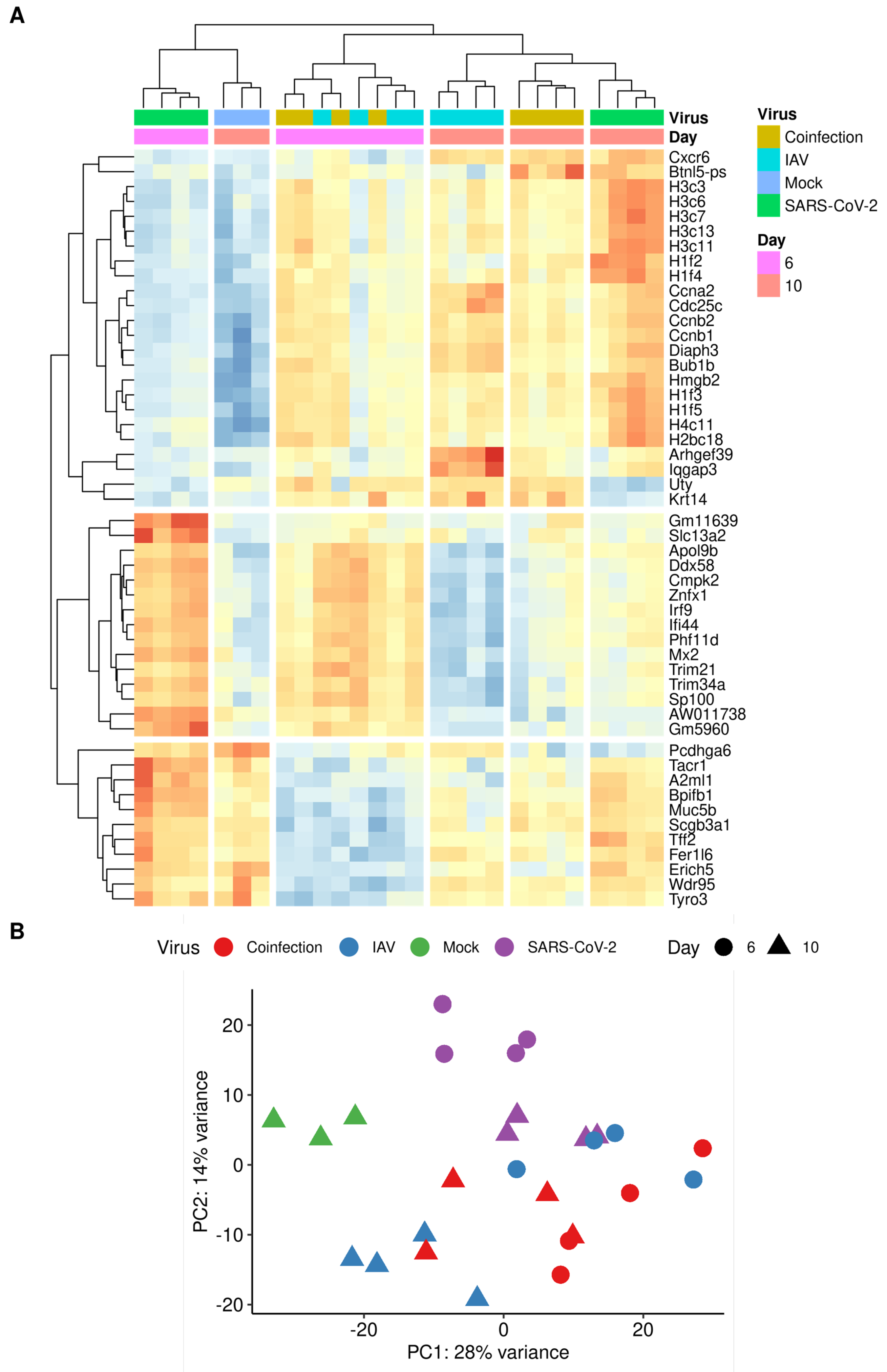Viruses 16 00863 g010