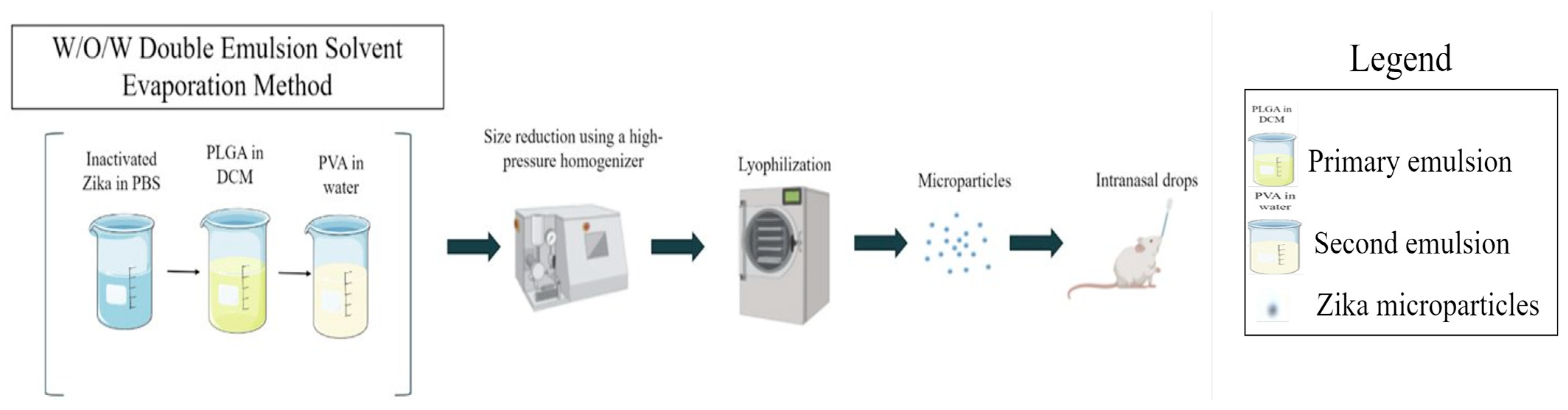 Viruses 16 00865 g003
