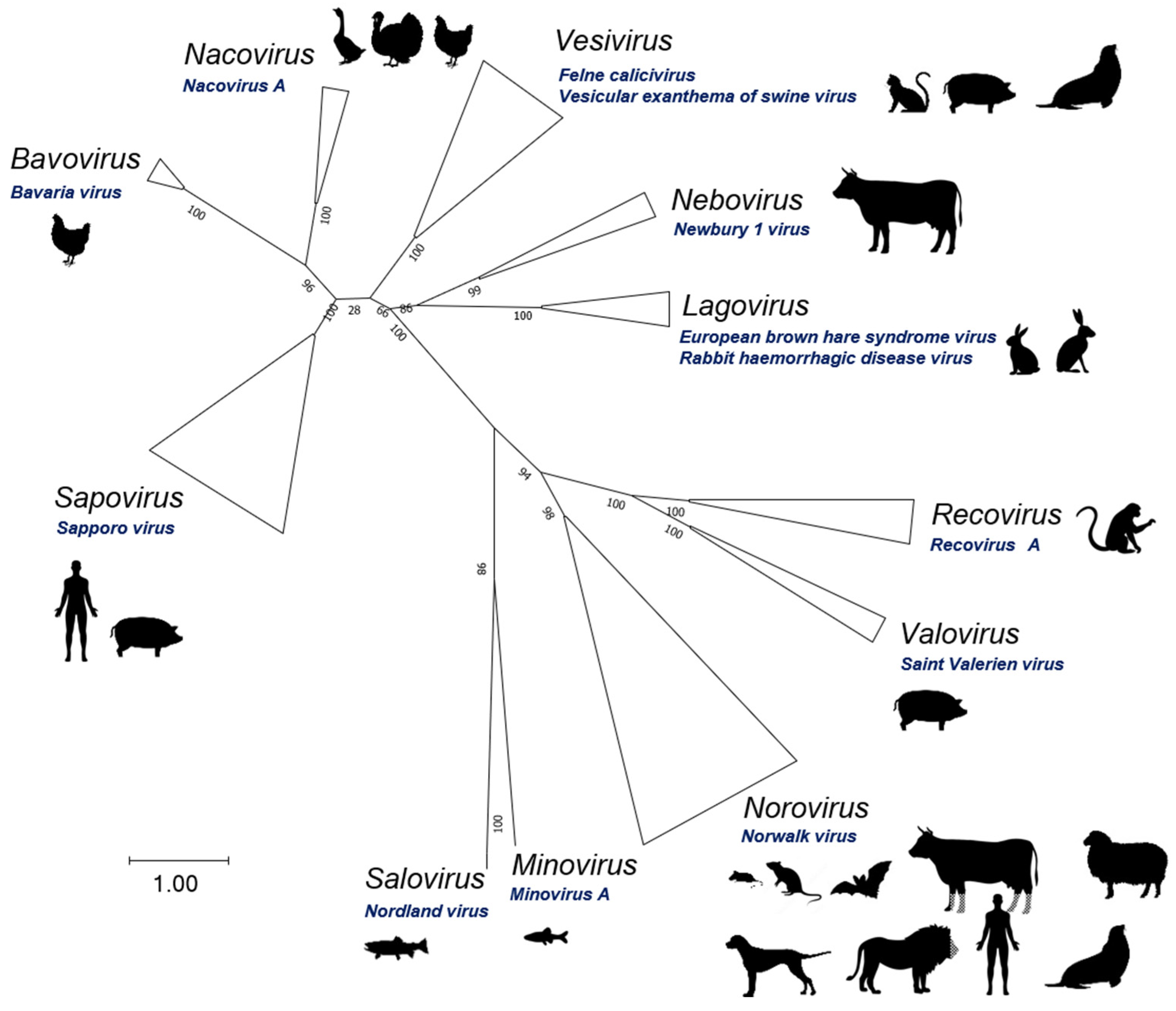 Viruses 16 00866 g001 Viruses 16 00866 g001