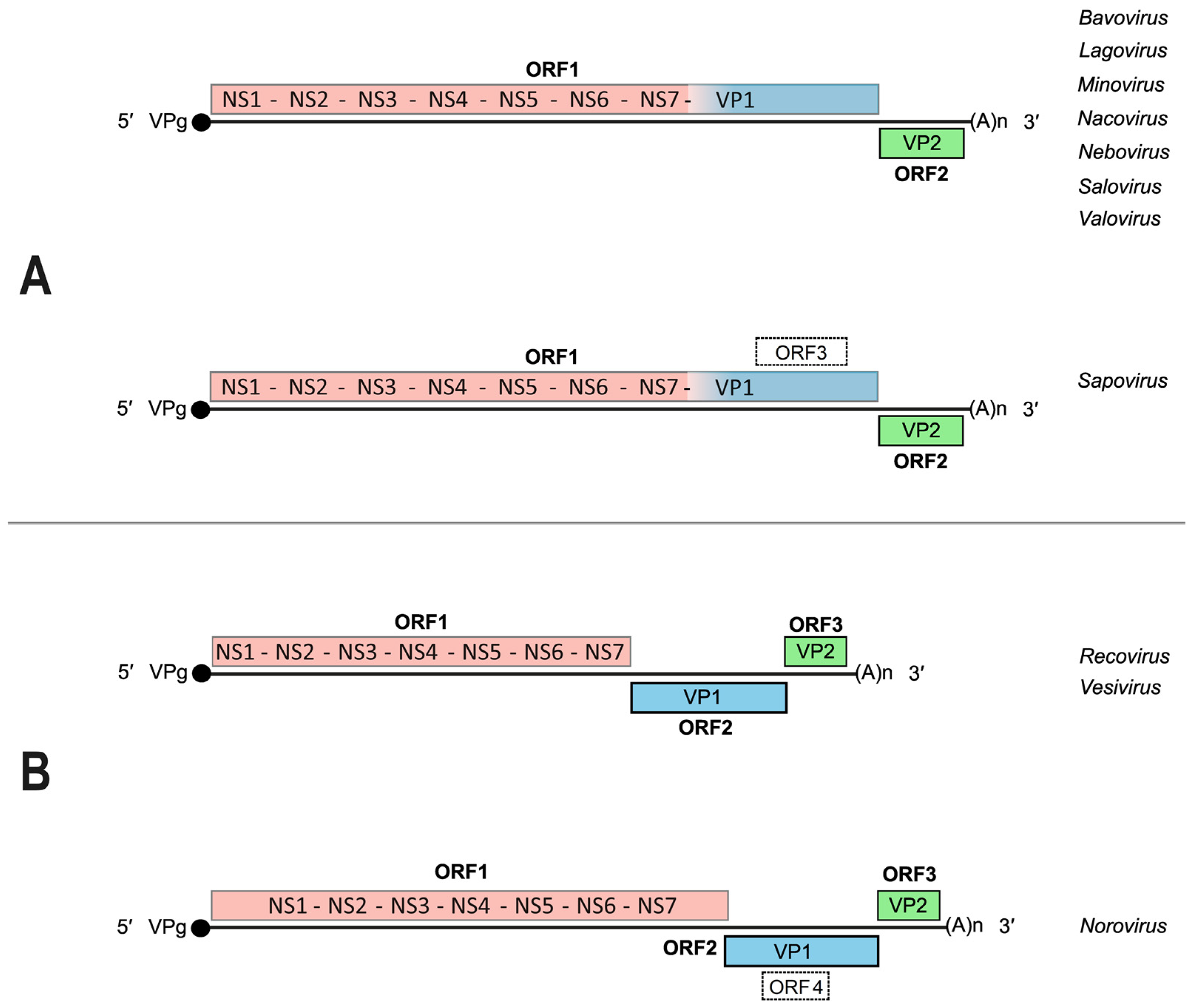 Viruses 16 00866 g002 Viruses 16 00866 g002