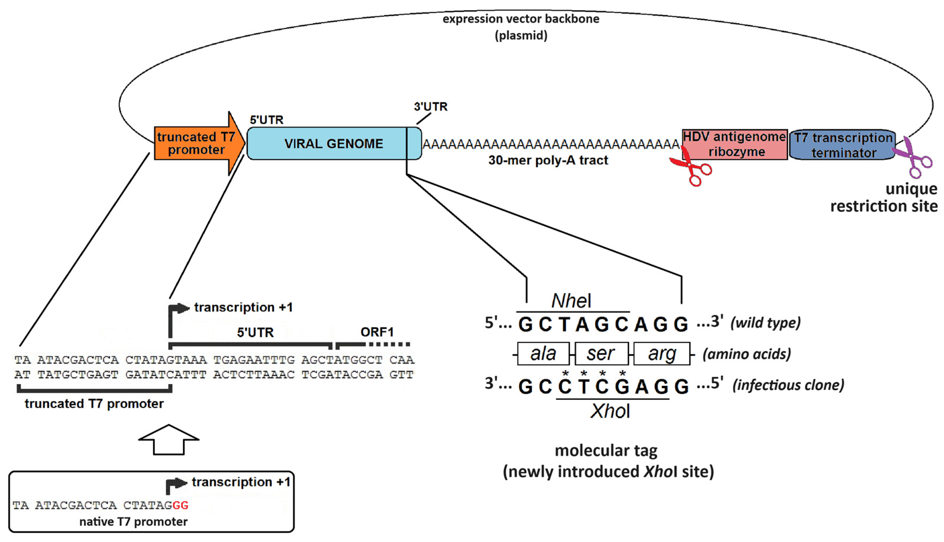 Viruses 16 00866 g005 Viruses 16 00866 g005