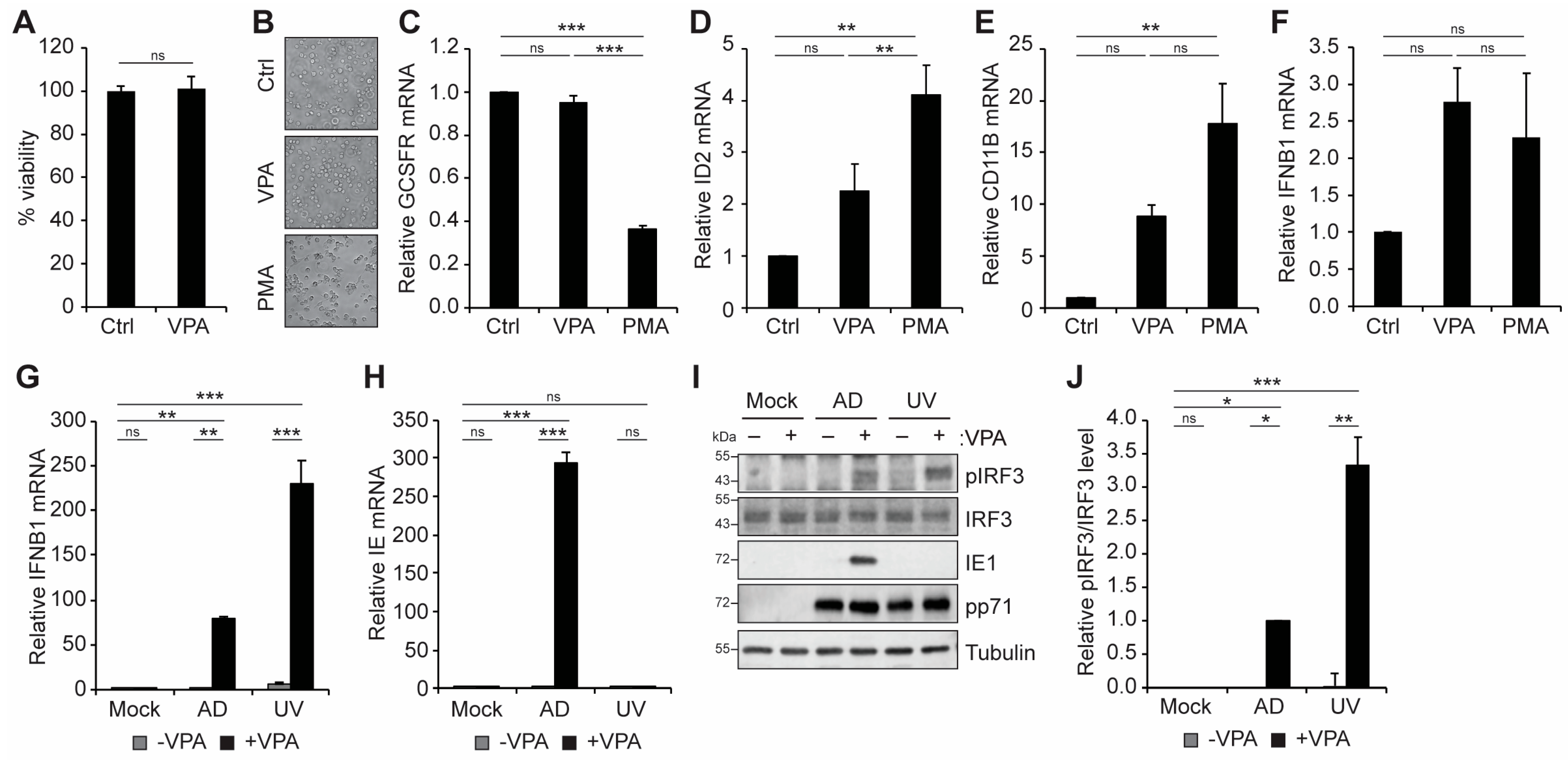 Viruses 16 00877 g001