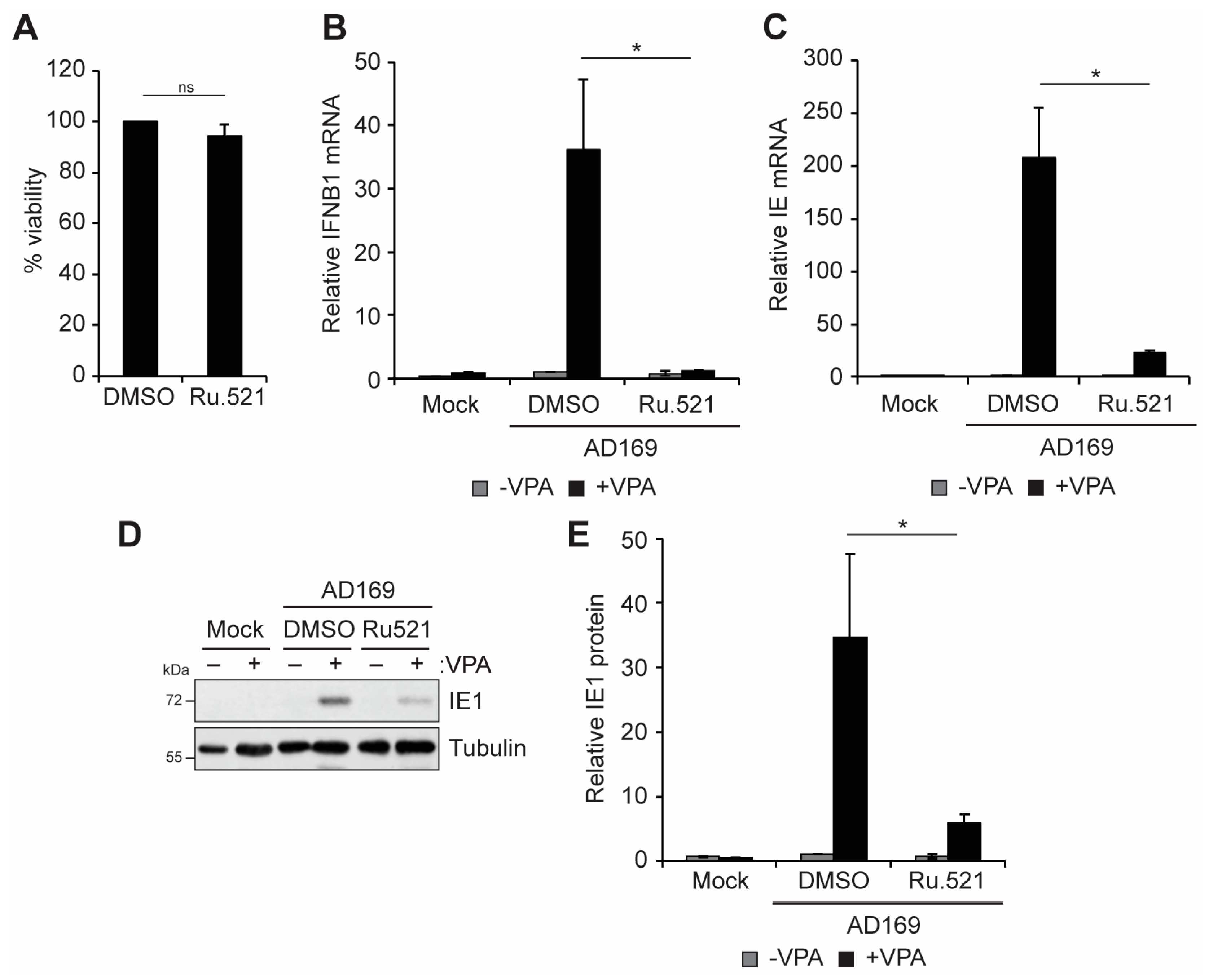 Viruses 16 00877 g003