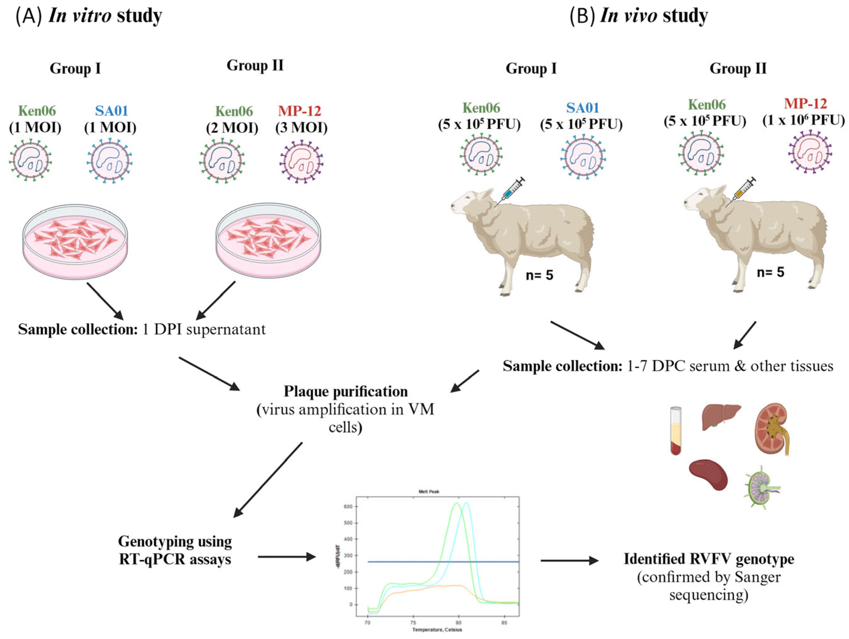 Viruses 16 00880 g001