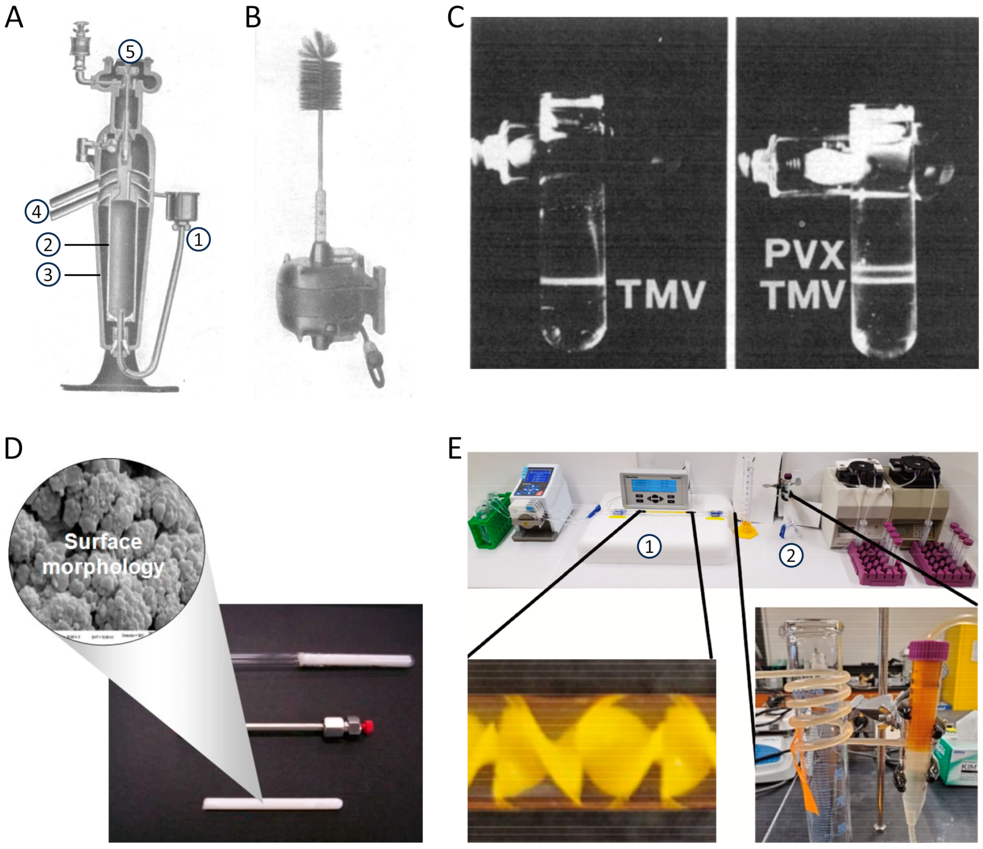 Viruses 16 00884 g002