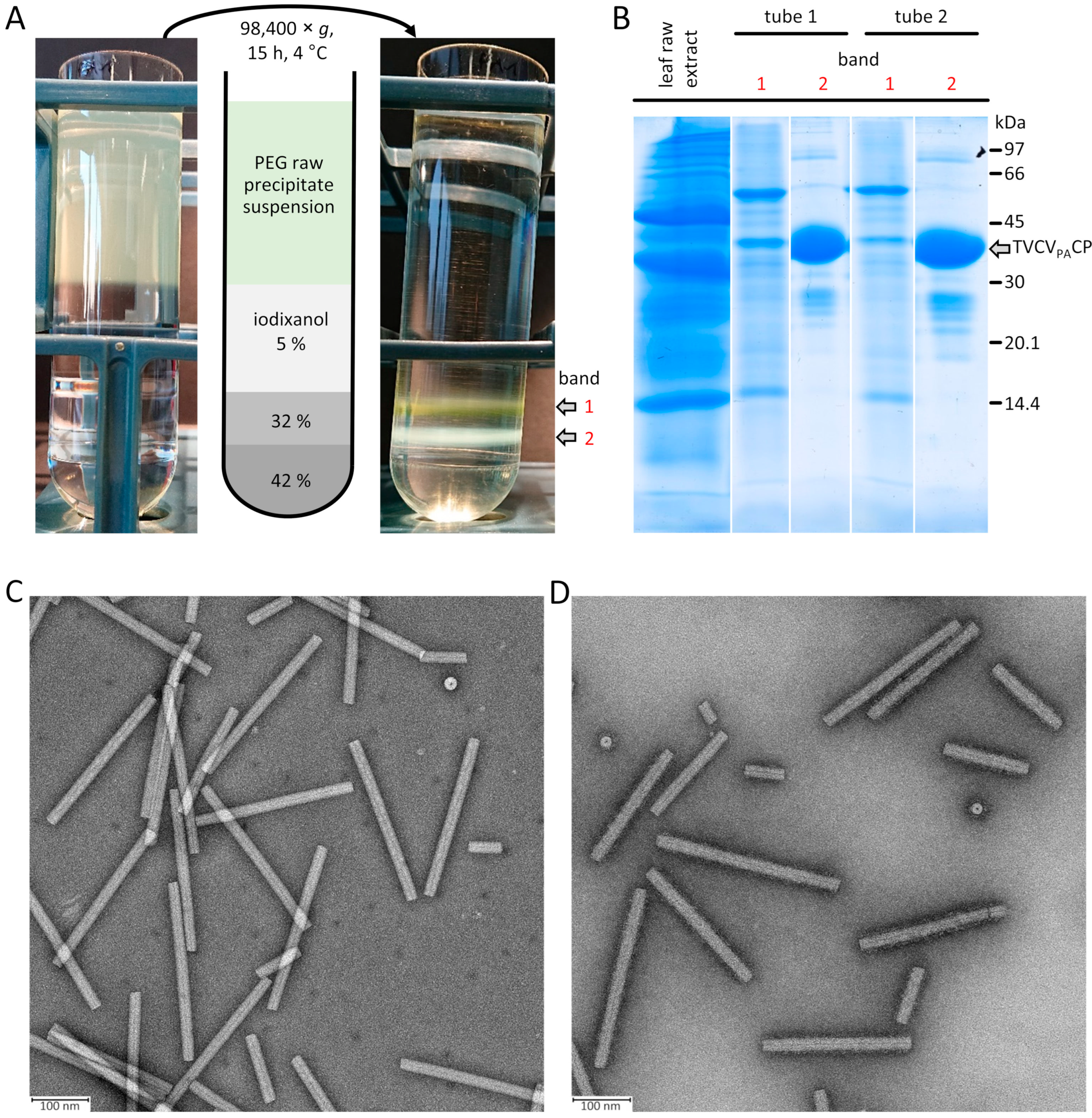 Viruses 16 00884 g003
