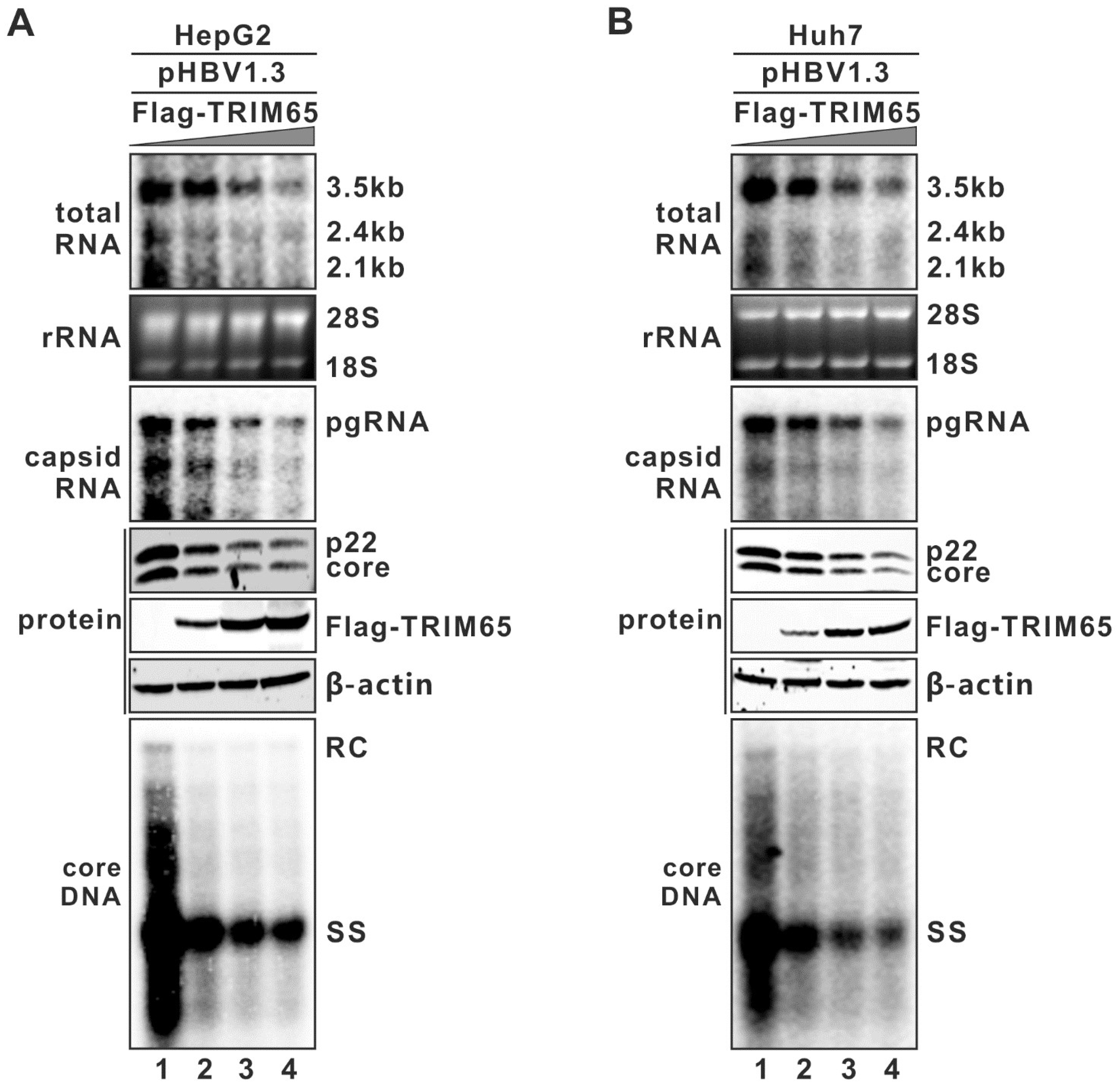 Tripartite Motif-Containing Protein 65 (TRIM65) Inhibits Tripartite Motif-Containing Protein 65 (TRIM65) Inhibits