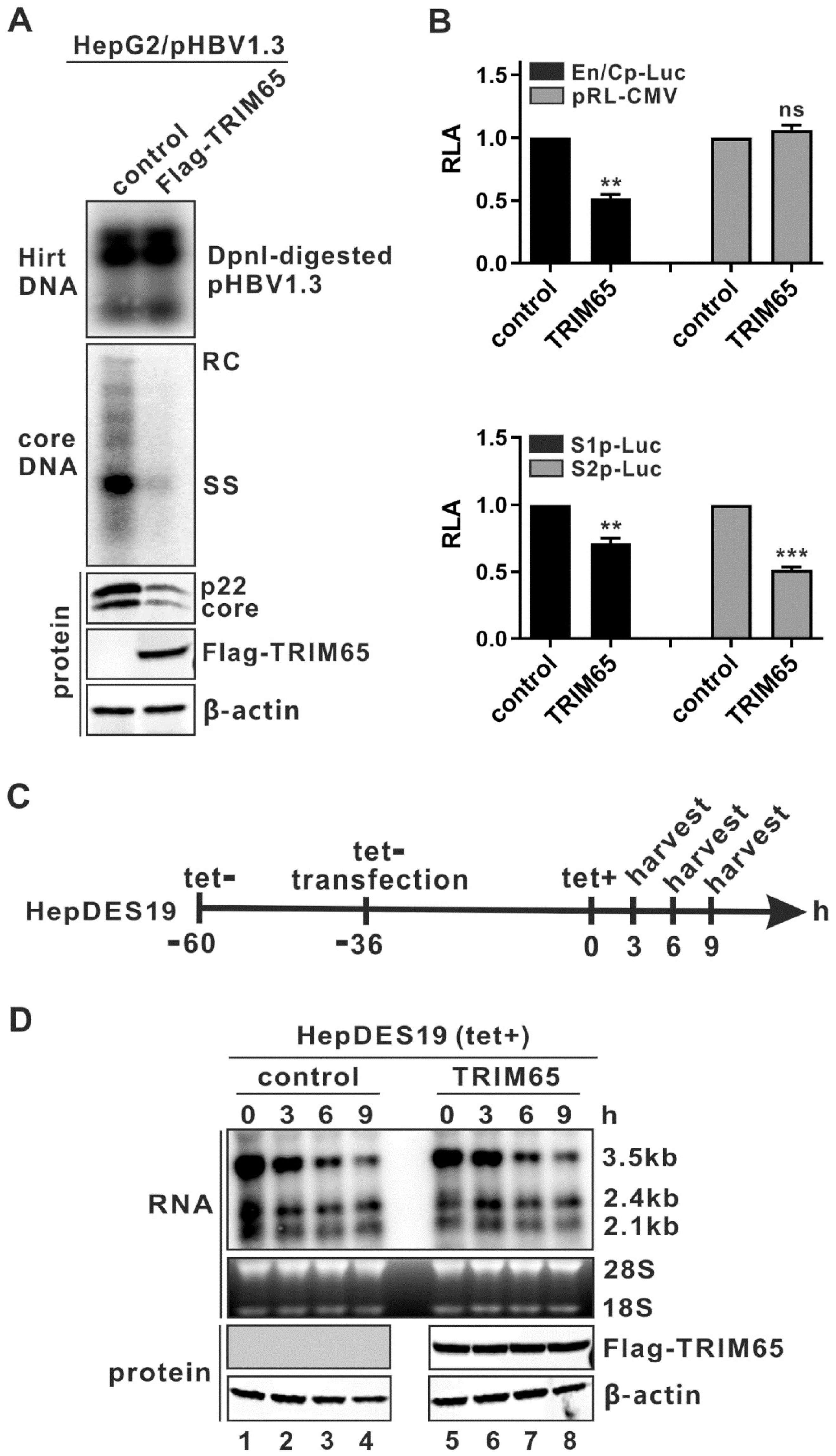 Viruses 16 00890 g002