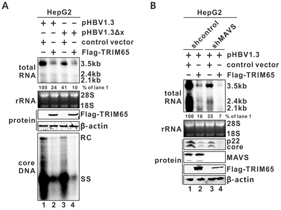 Tripartite Motif-Containing Protein 65 (TRIM65) Inhibits