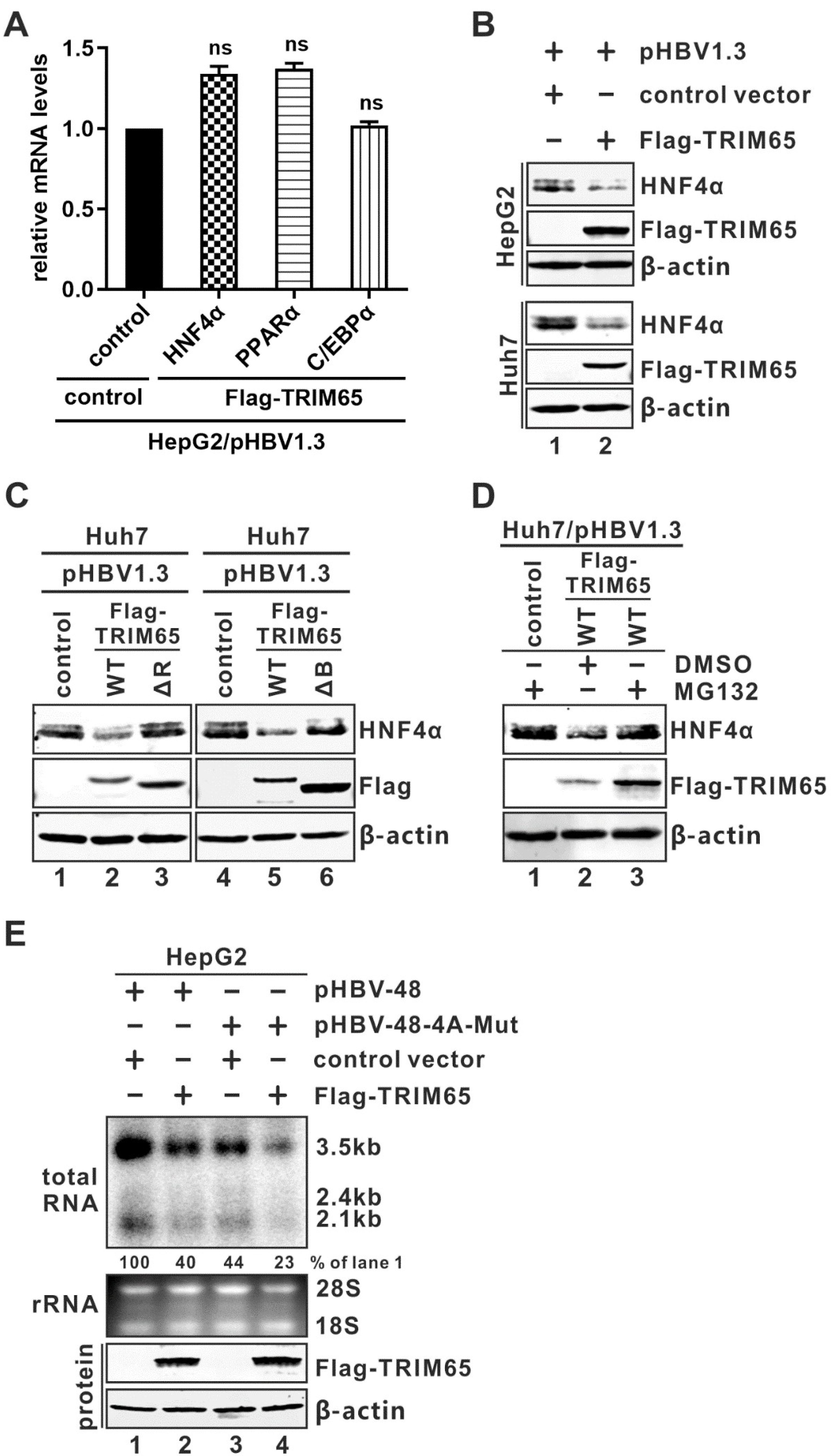 Viruses 16 00890 g005