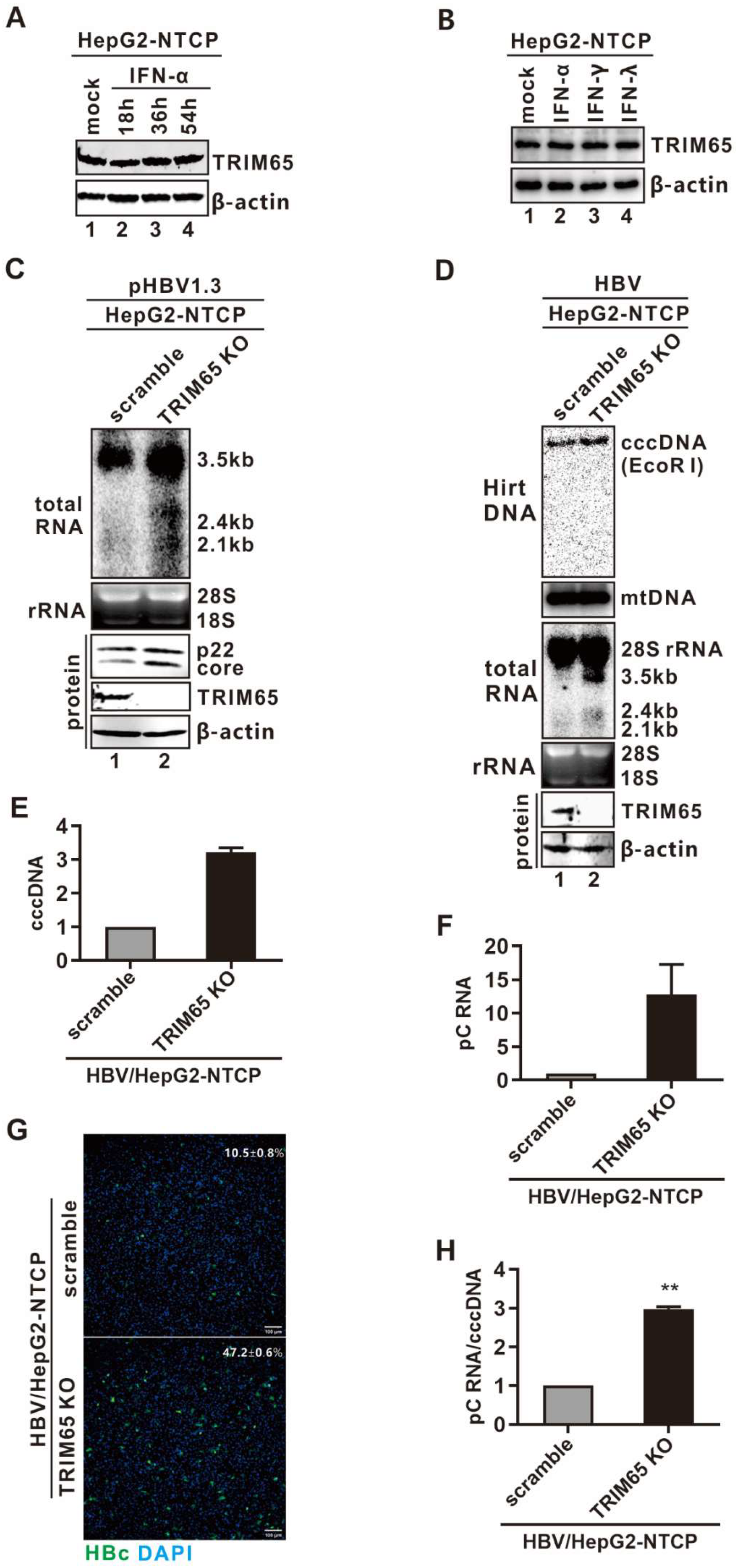 Viruses 16 00890 g006