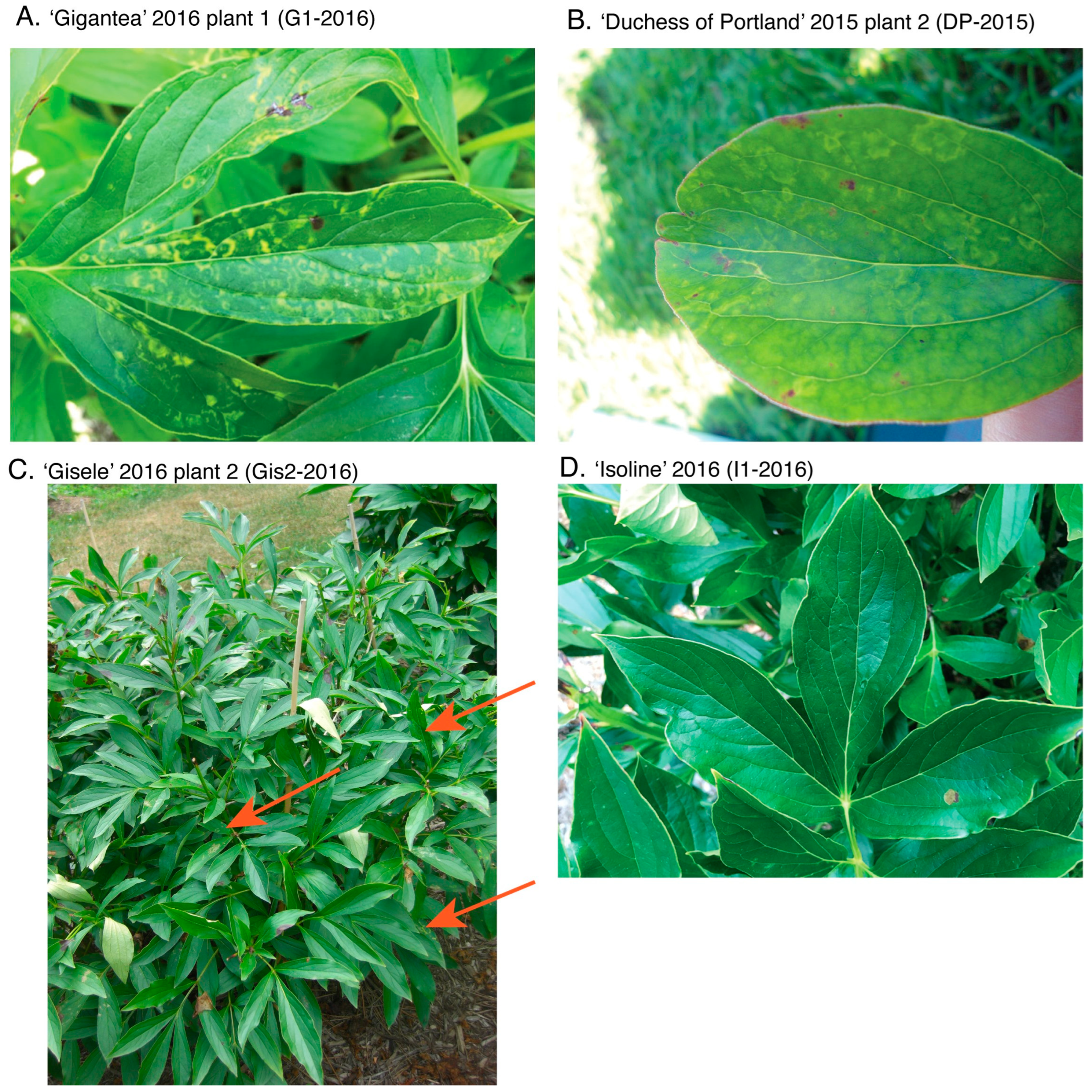 Viruses 16 00893 g001 Viruses 16 00893 g001