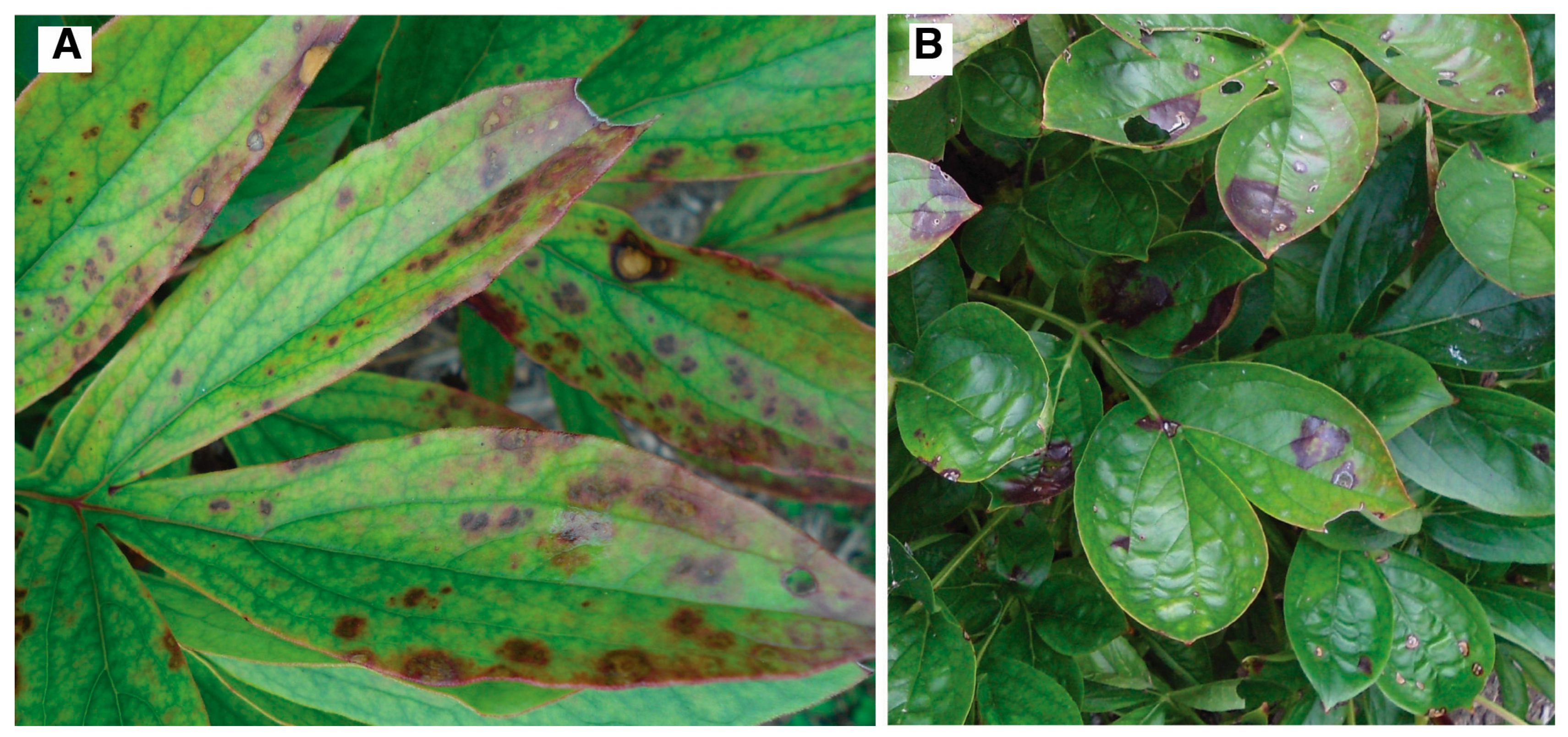 Viruses 16 00893 g005 Viruses 16 00893 g005