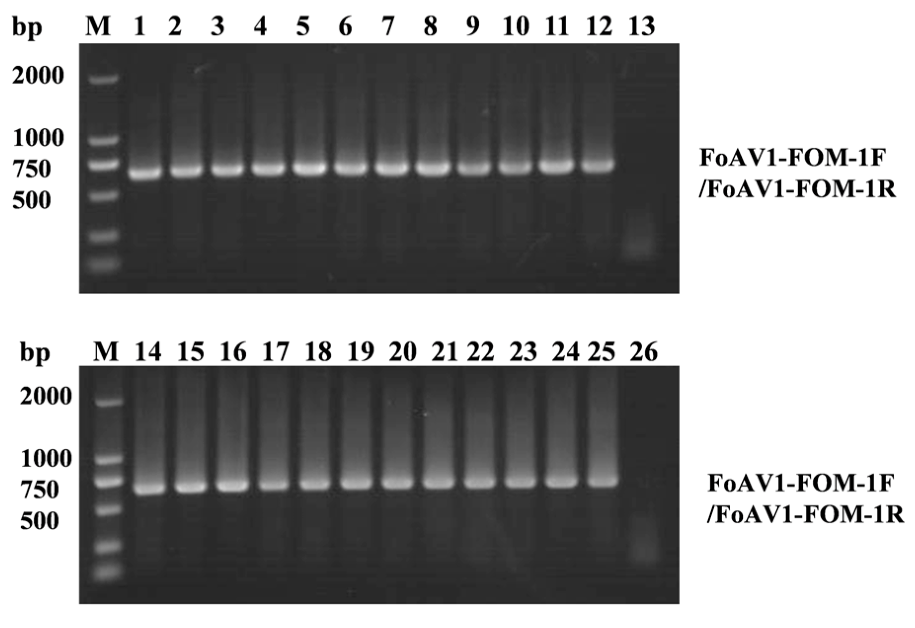 Viruses 16 00901 g005