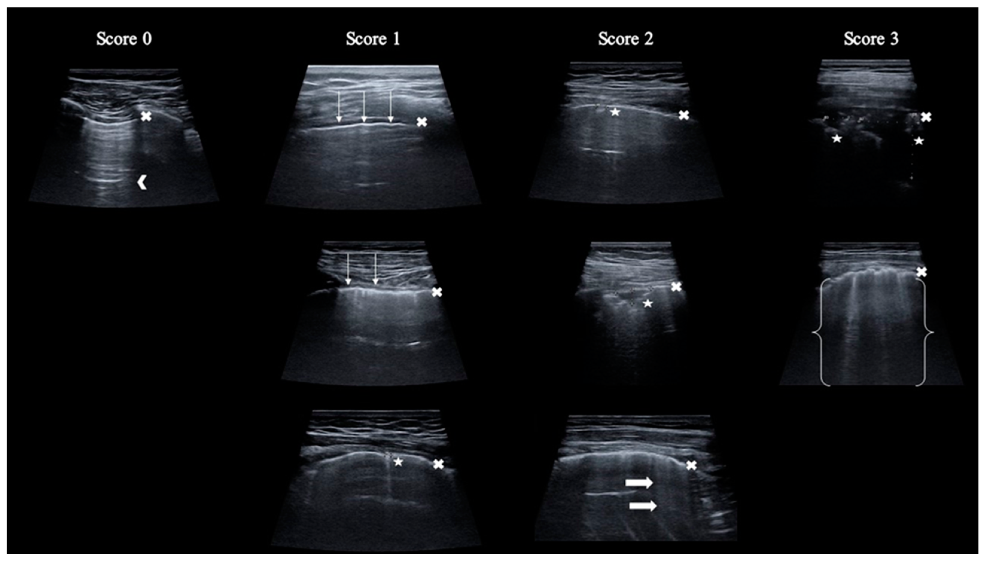 Viruses 16 00905 g002