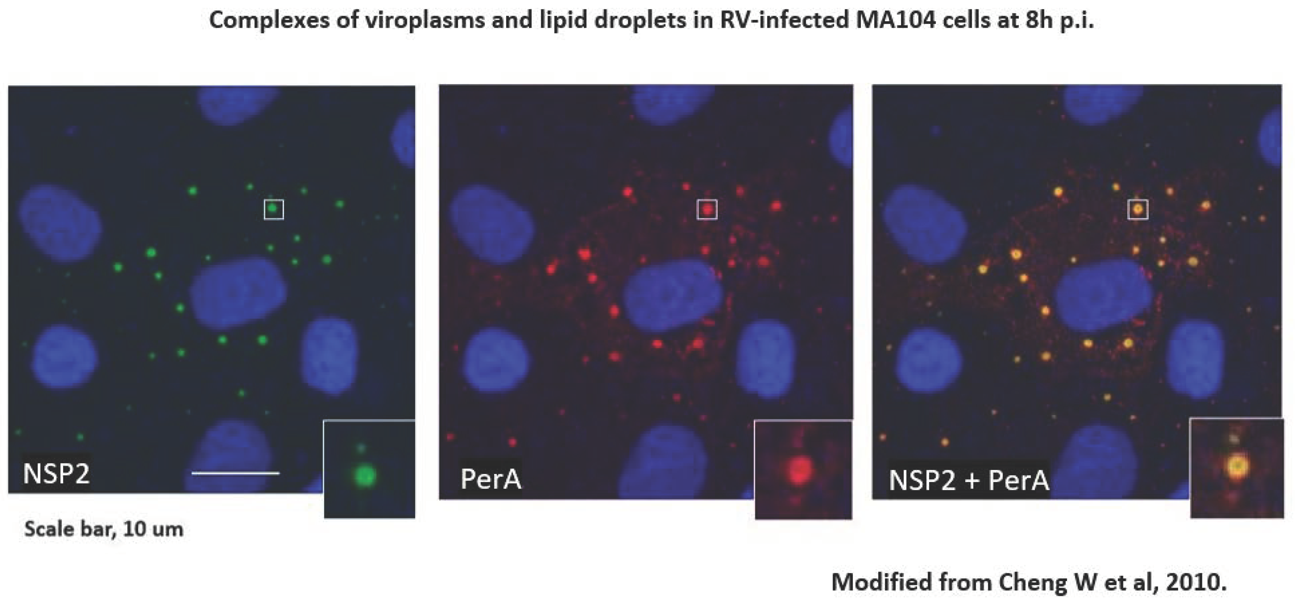 Viruses 16 00908 g001