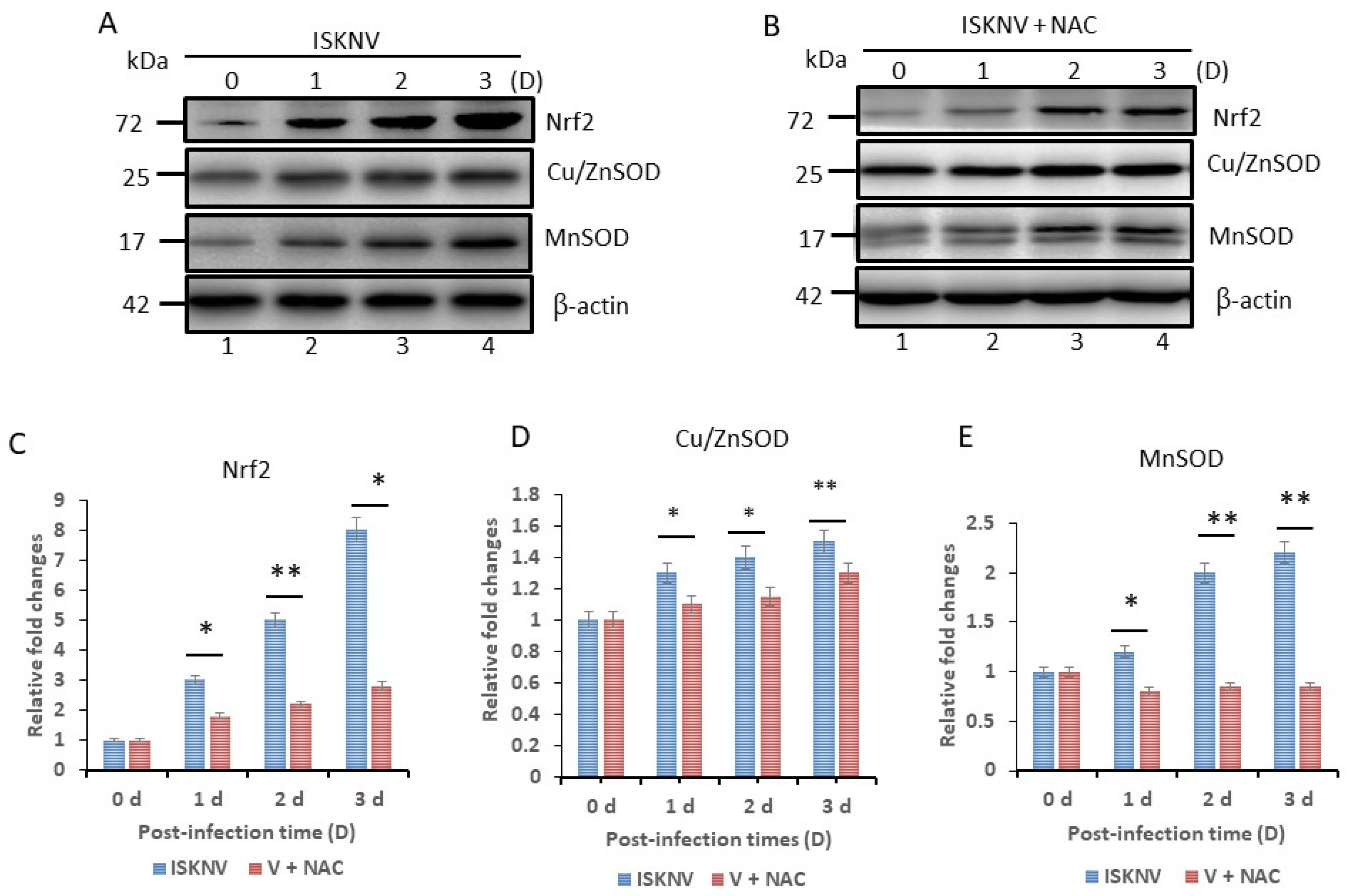Viruses 16 00914 g003