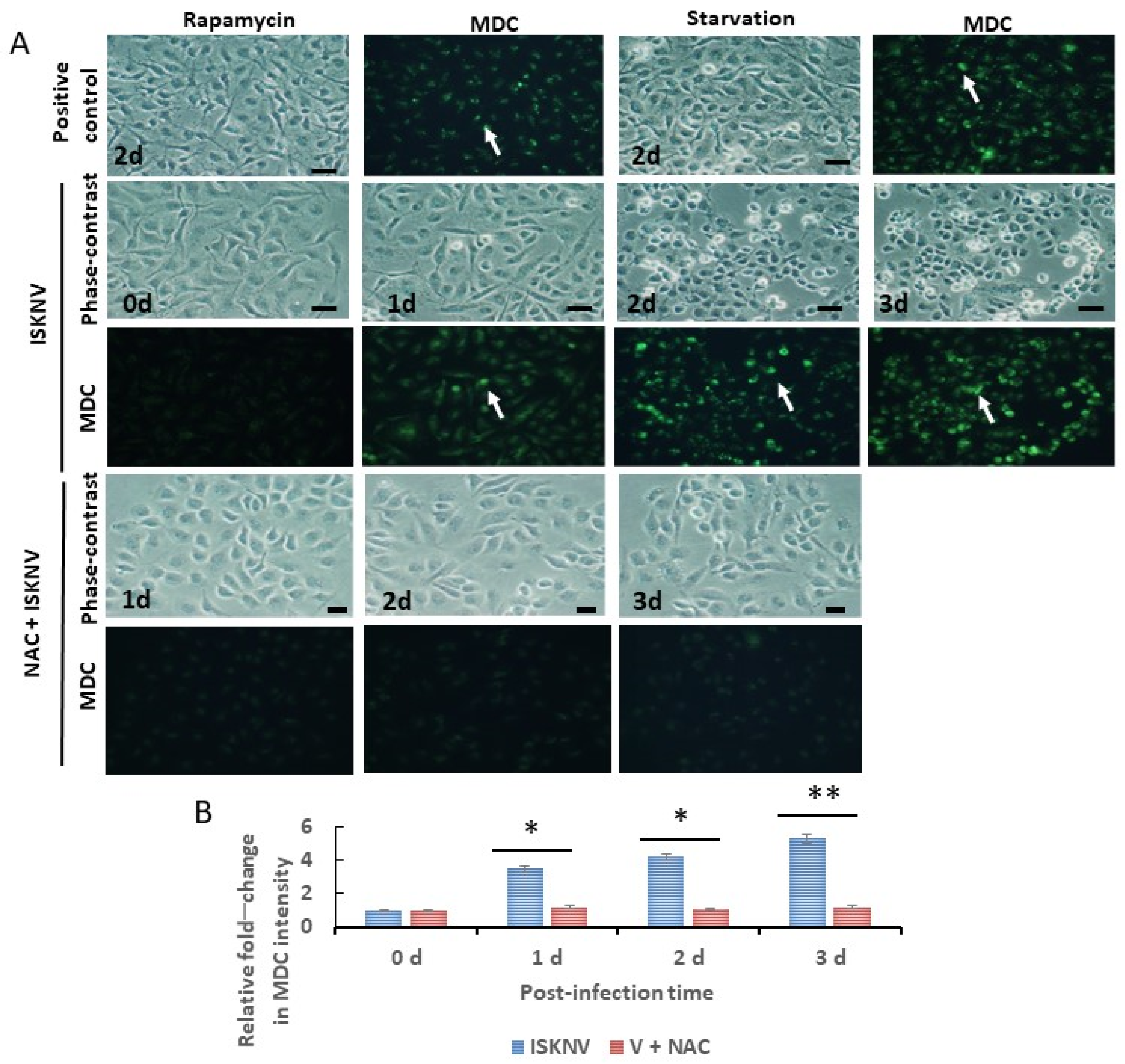 Viruses 16 00914 g004