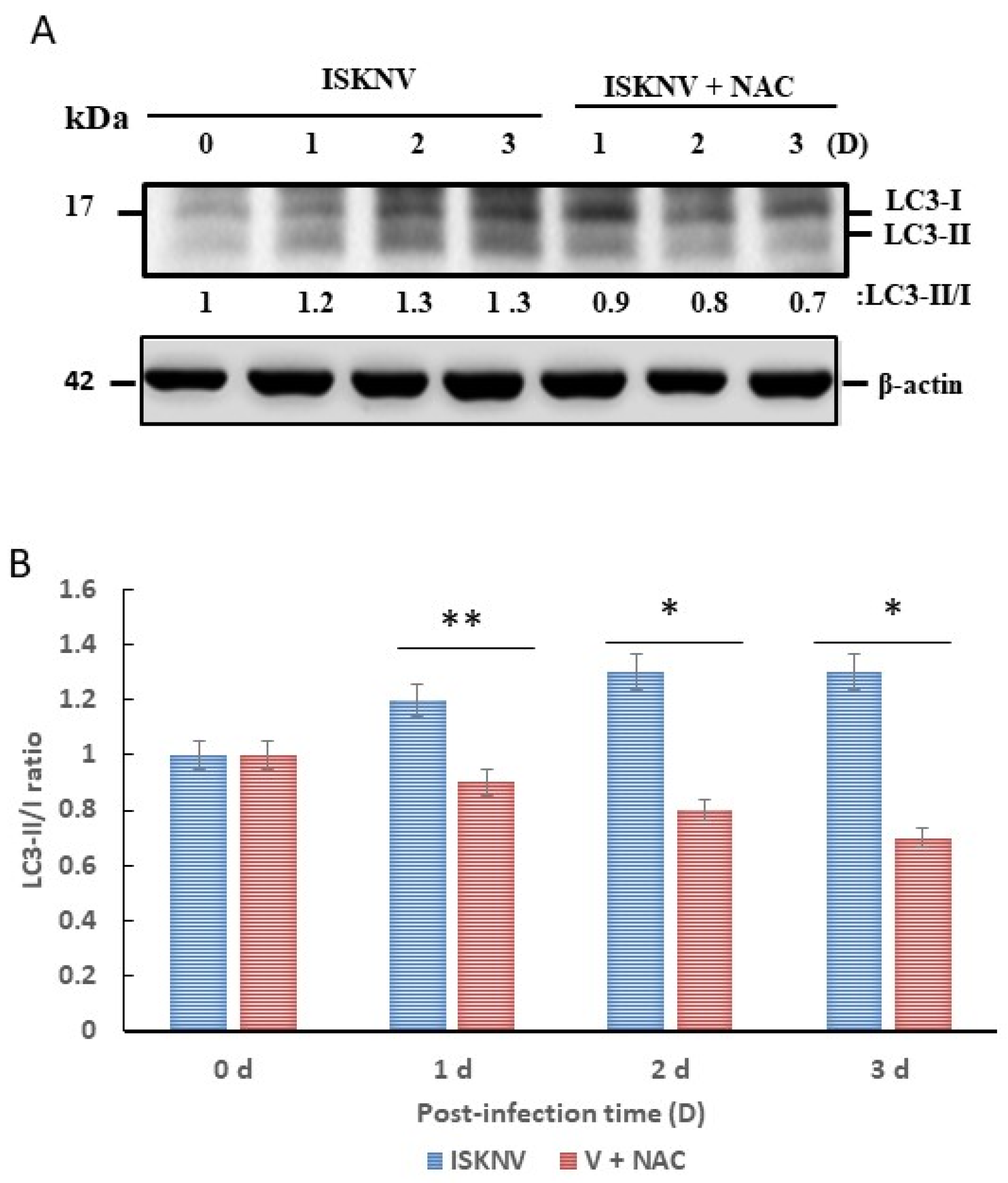 Viruses 16 00914 g005