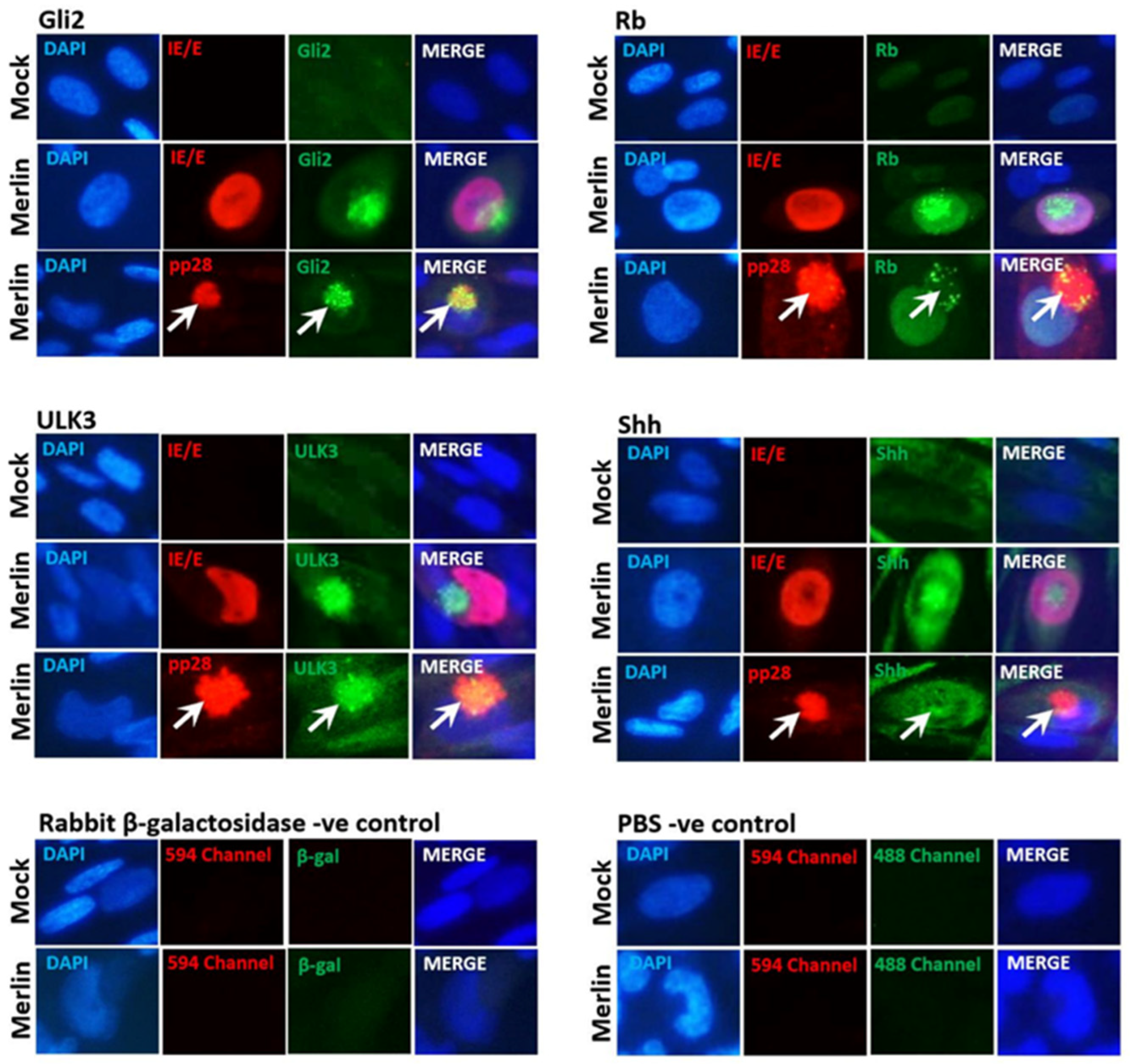 Viruses 16 00918 g001