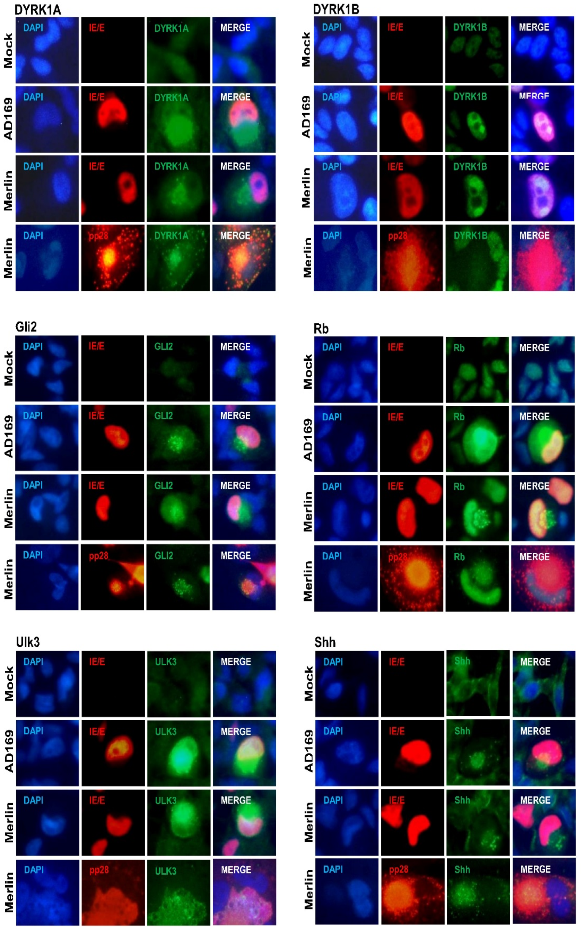 Viruses 16 00918 g003