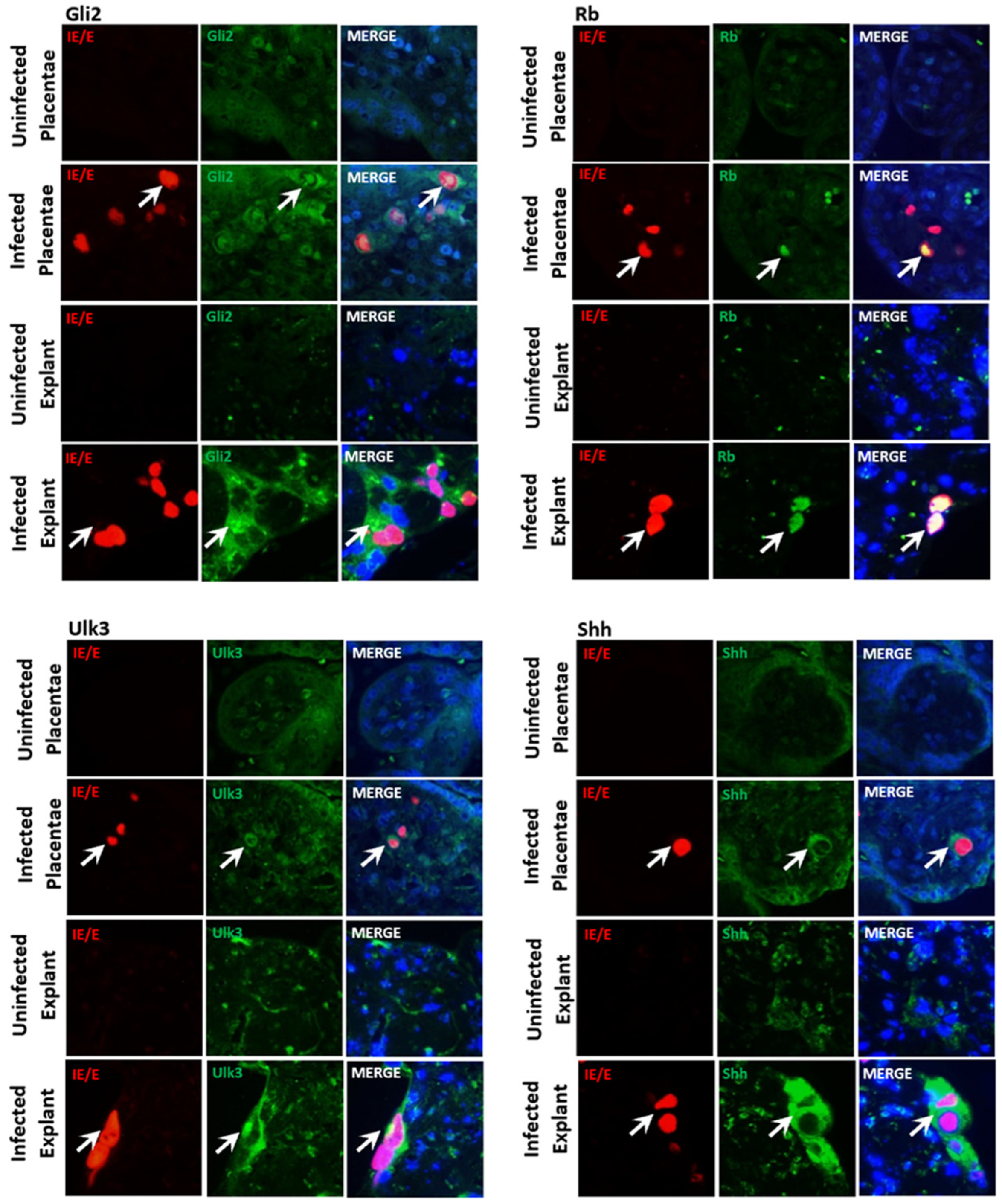 Viruses 16 00918 g005