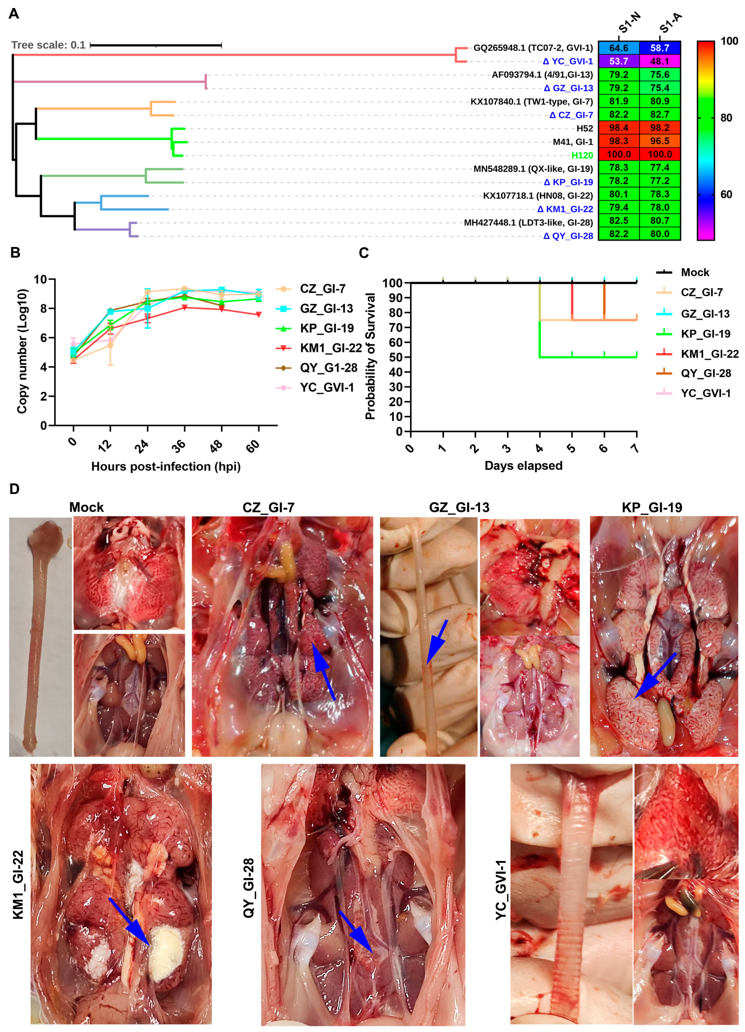 Viruses 16 00930 g005