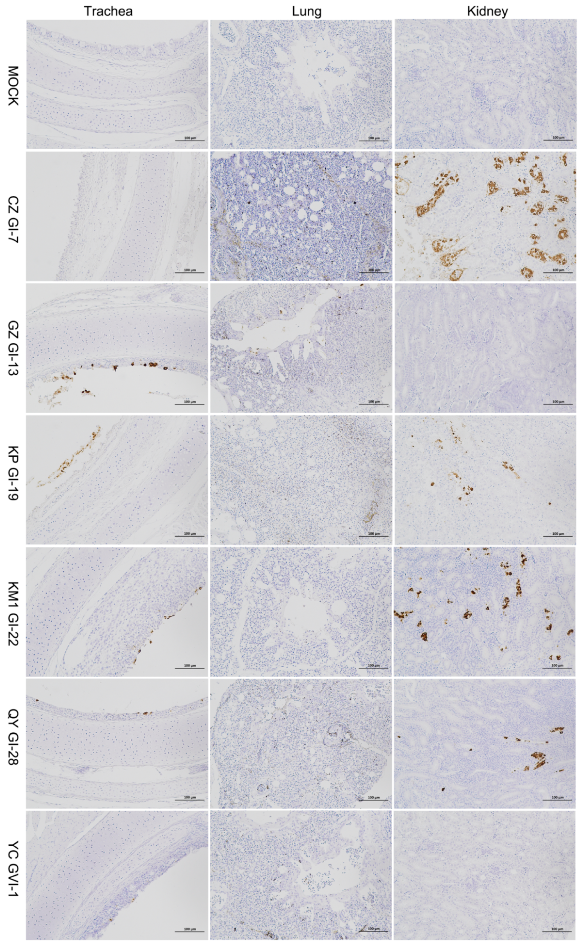 Viruses 16 00930 g008