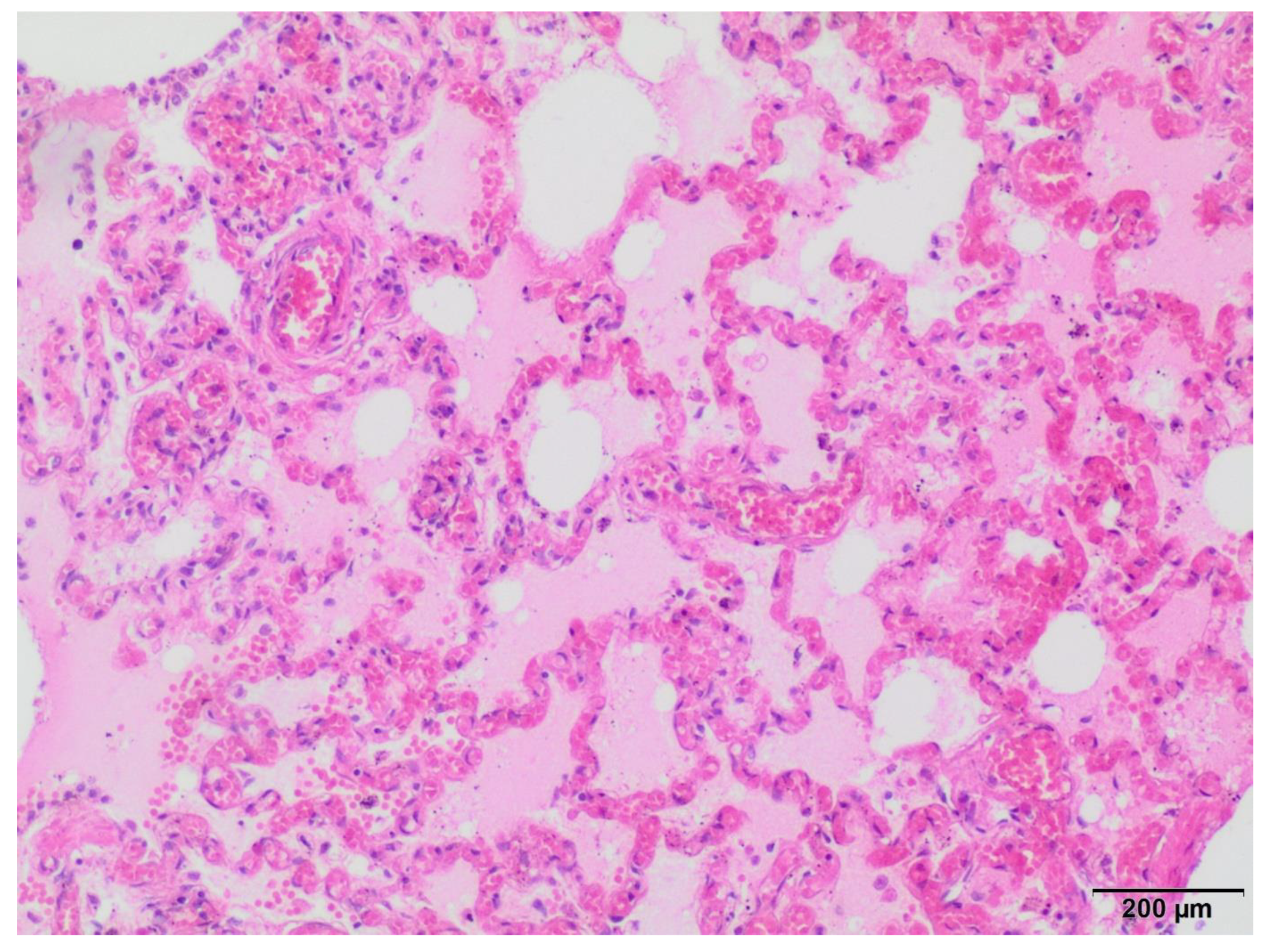 Viruses 16 00931 g001